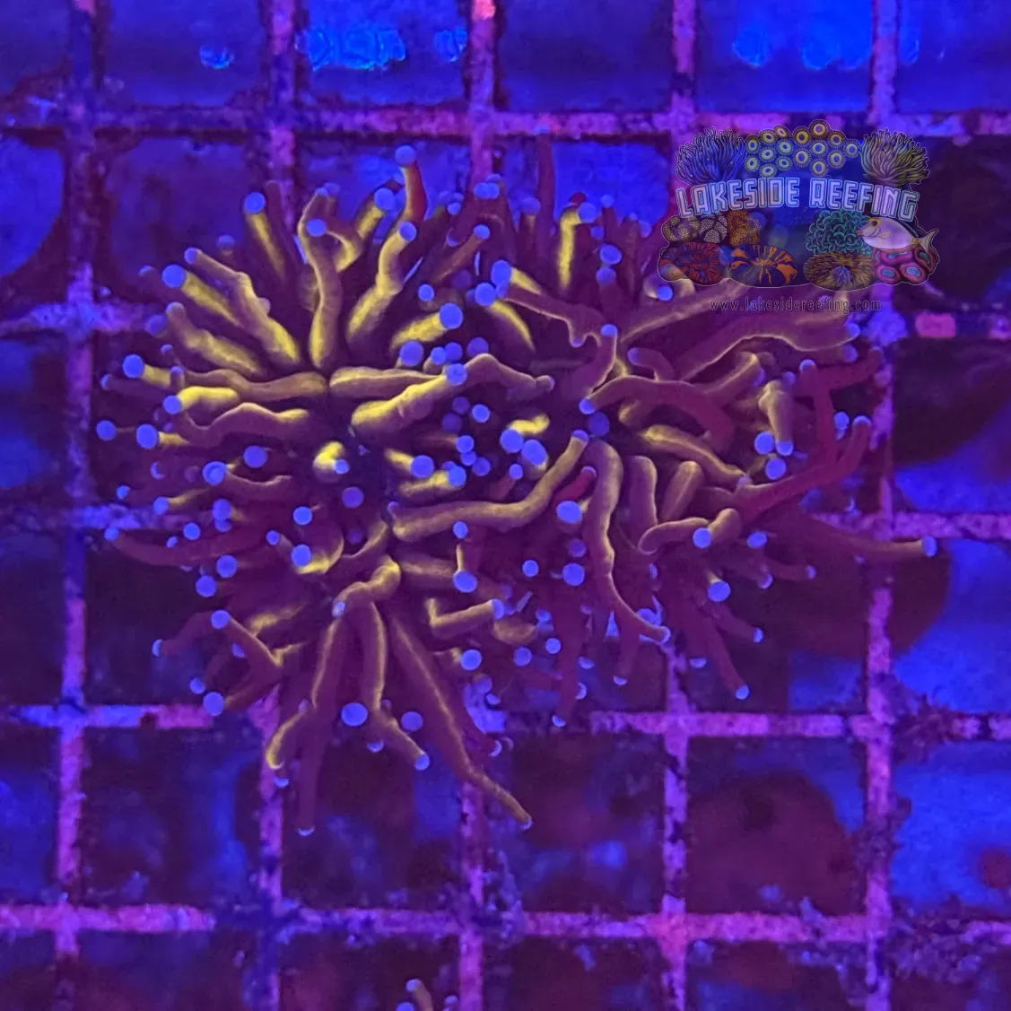 Ultra Gold Torch Coral R4B5