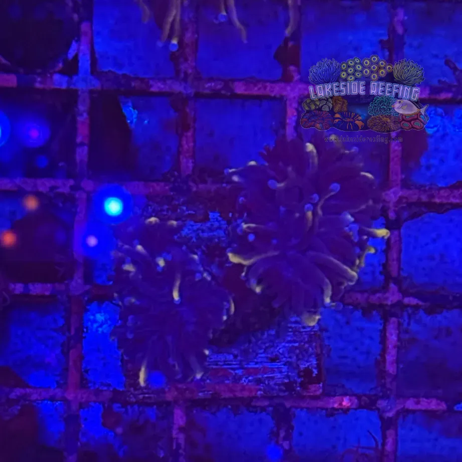 Ultra Gold Torch Coral R4C4