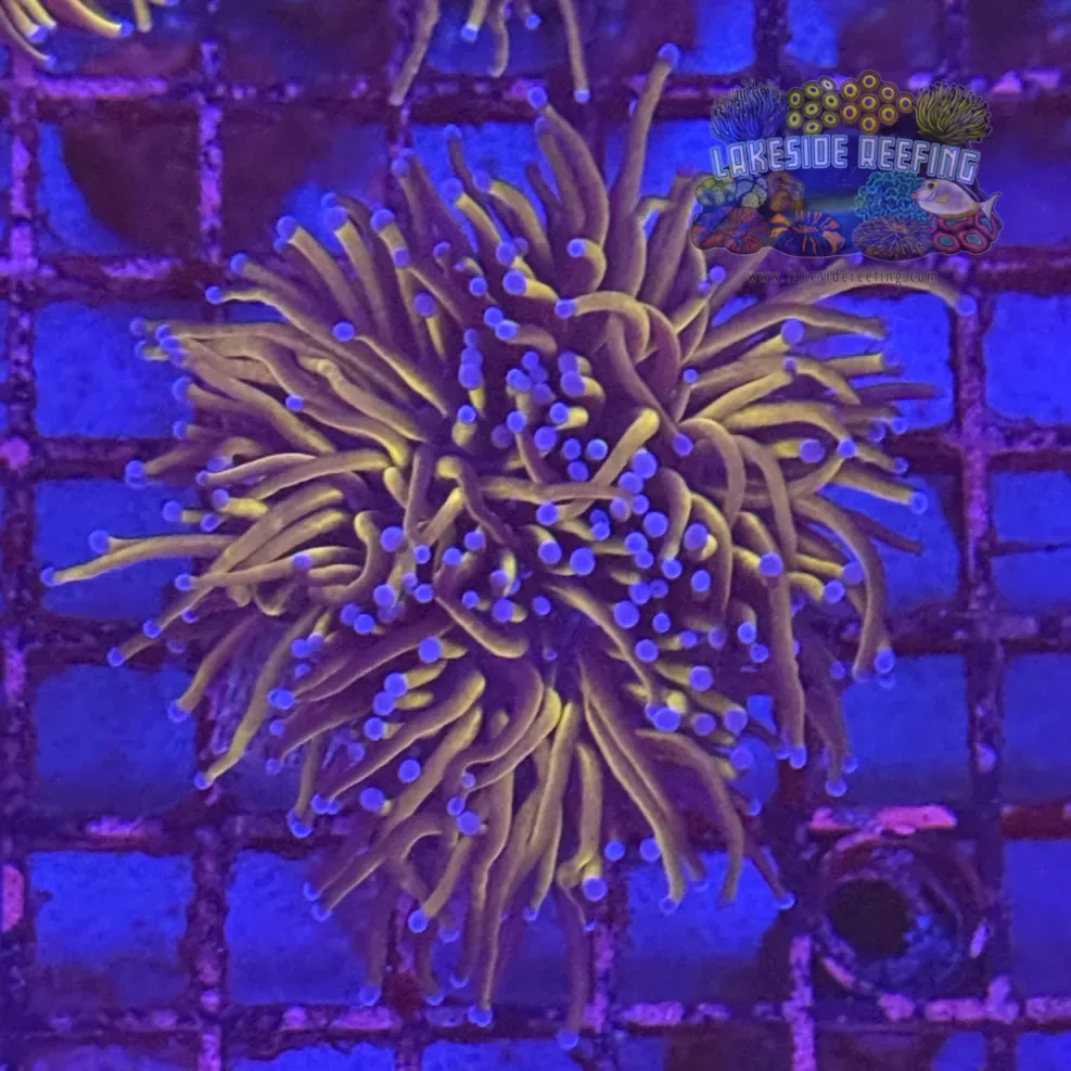 Ultra Gold Torch Coral R4C7