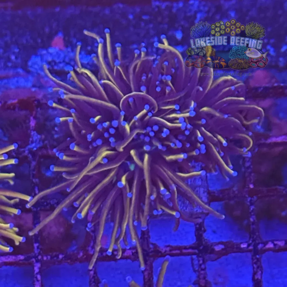 Ultra Gold Torch Coral R4C8