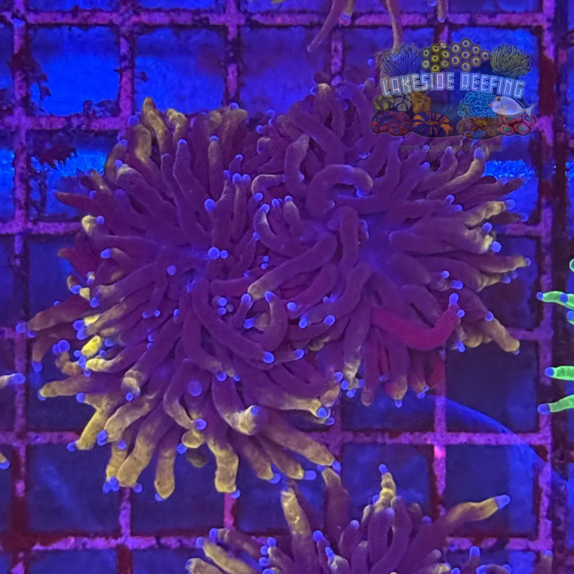Ultra Gold Torch Coral R4D2