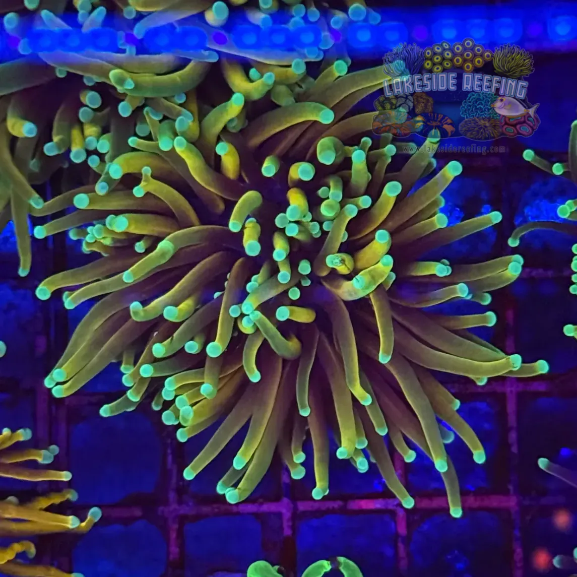 Dragon Soul Torch Coral R5A6