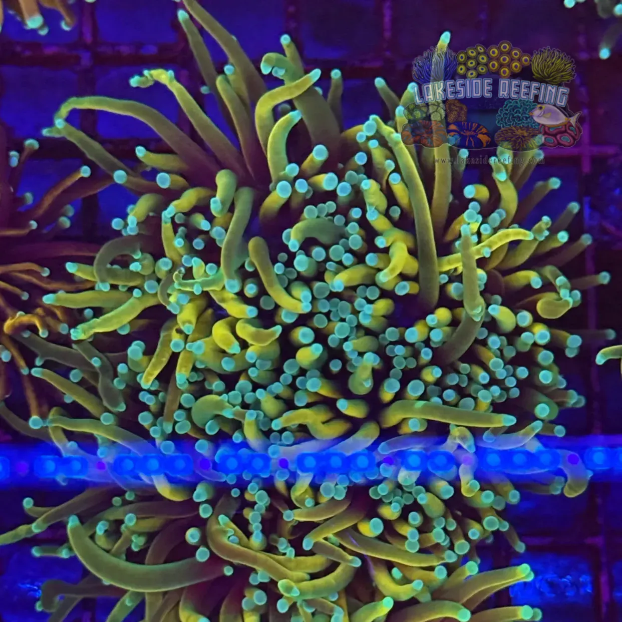 Dragon Soul Torch Coral R5A7