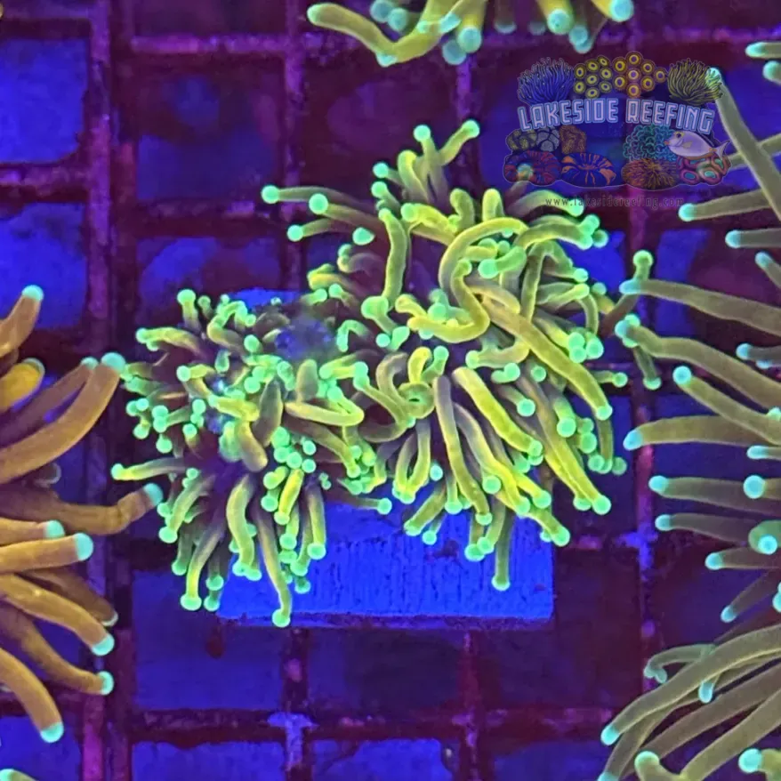 Dragon Soul Torch Coral R5A8