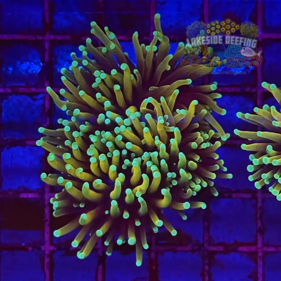 Dragon Soul Torch Coral R5B1