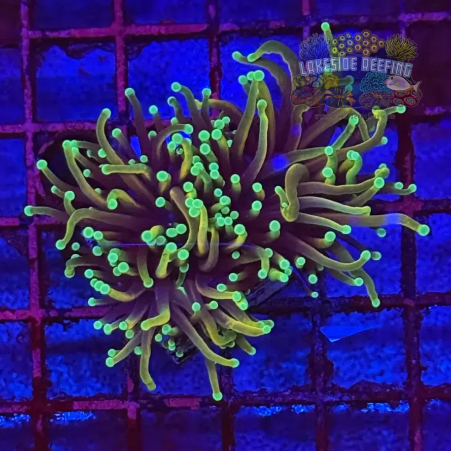 Dragon Soul Torch Coral R5B2