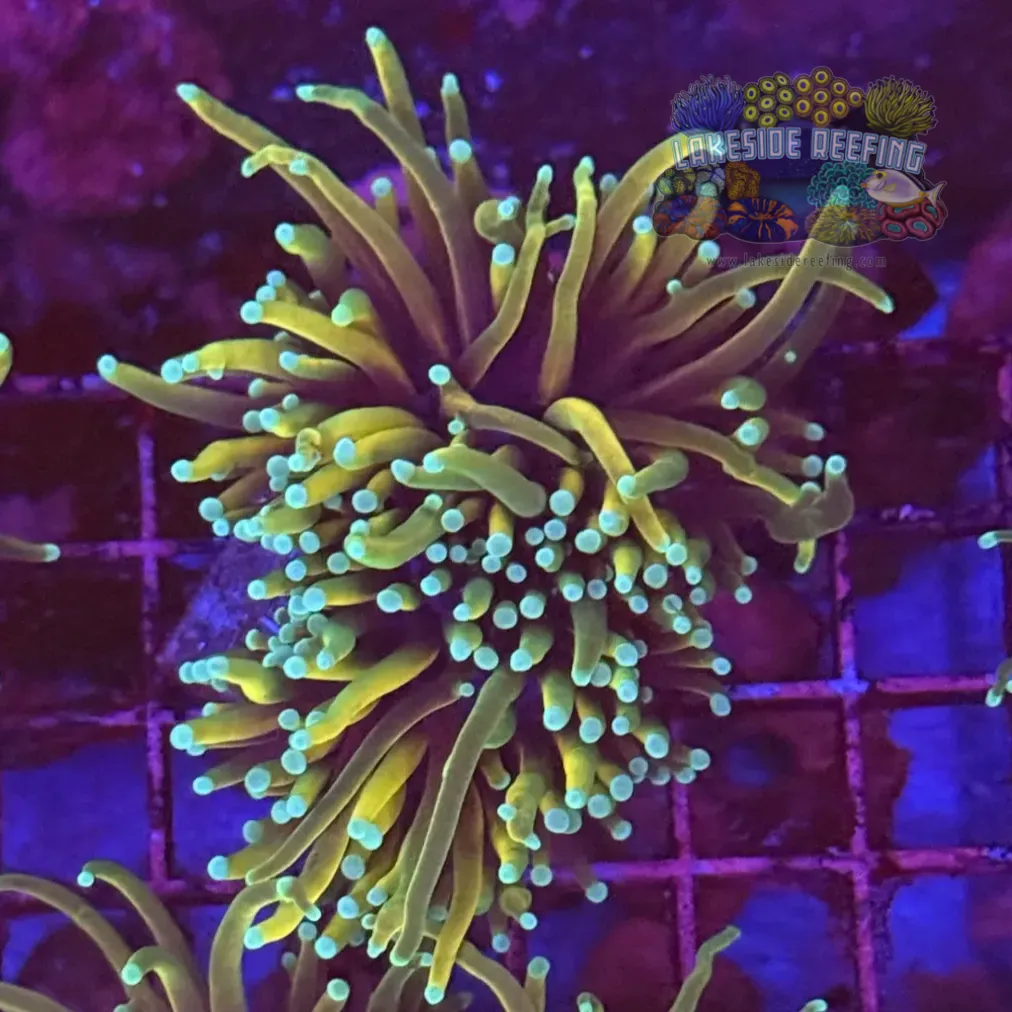 Dragon Soul Torch Coral R5B8