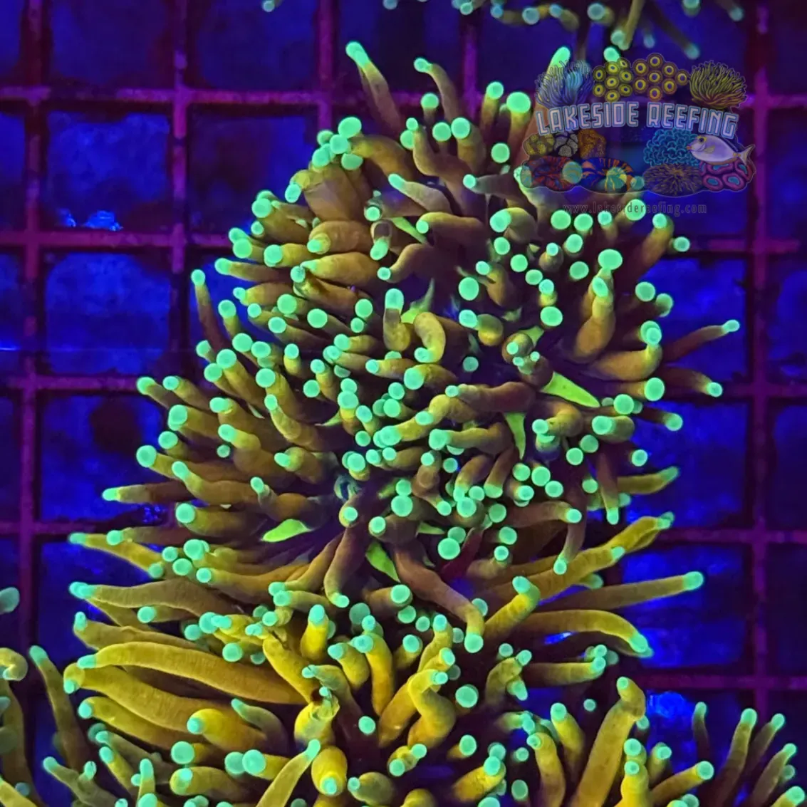 Hellfire Torch Coral R5C4