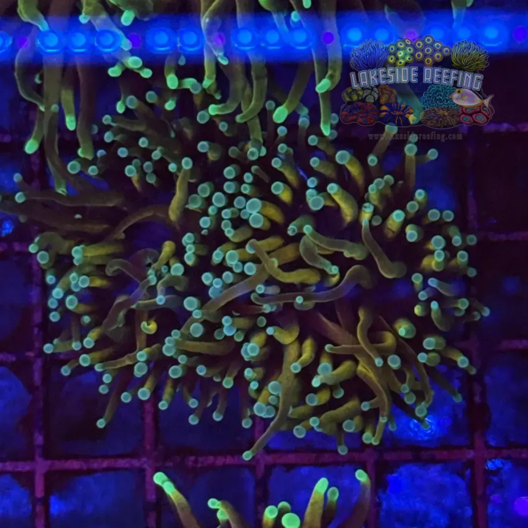 Hellfire Torch Coral R5C5