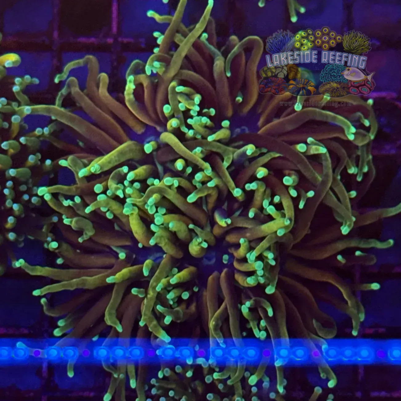 Hellfire Torch Coral R5C6