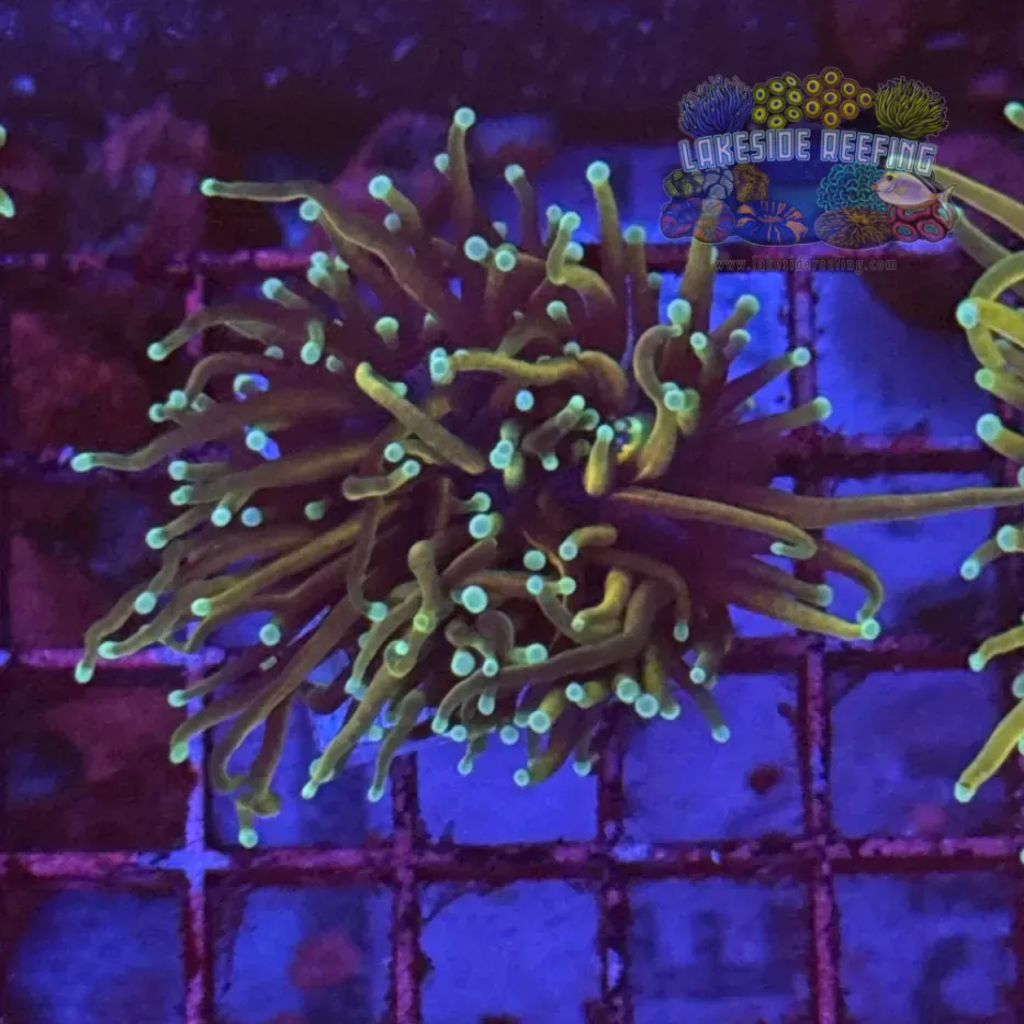 Hellfire Torch Coral R5C7