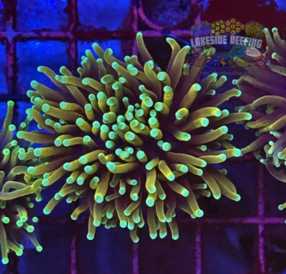 Hellfire Torch Coral R5D2