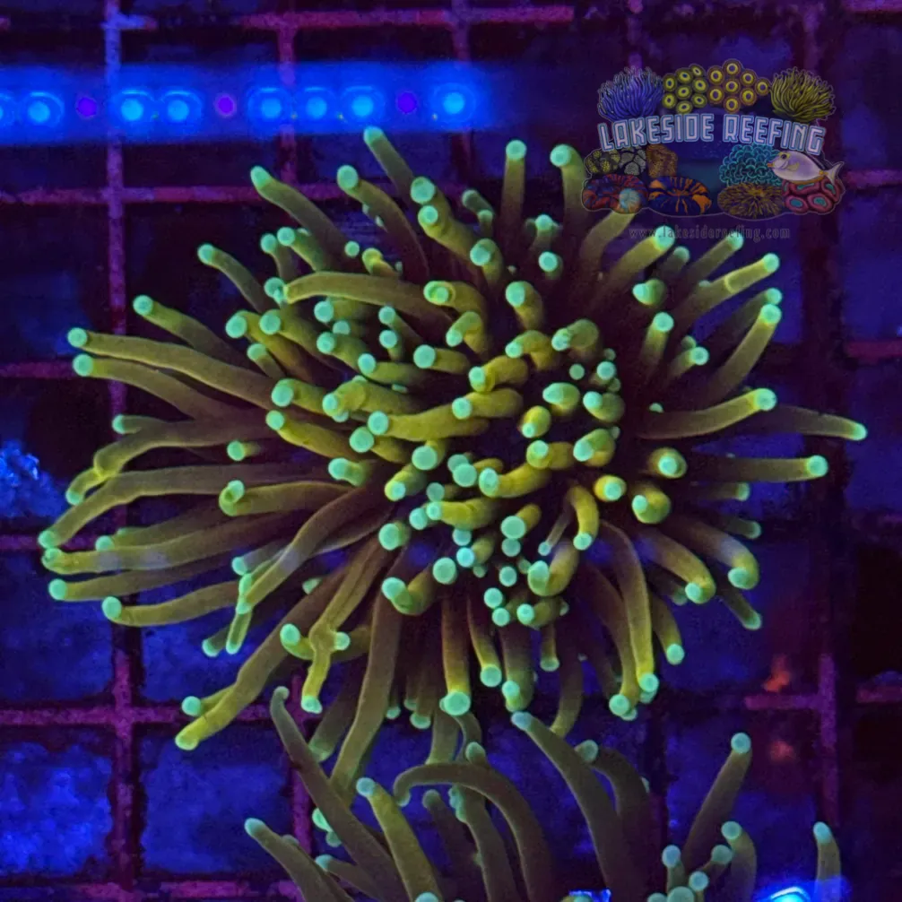 Dragon Soul Torch Coral R5D5