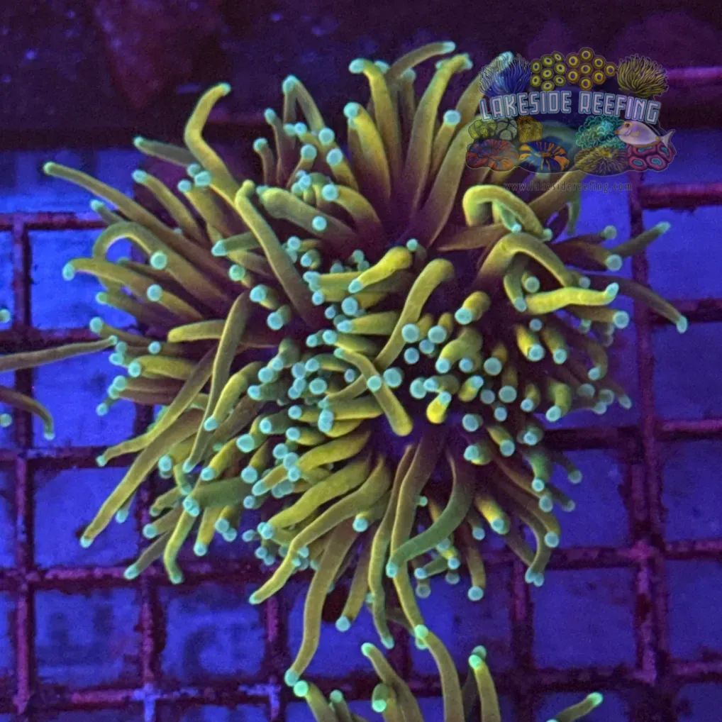 Hellfire Torch Coral R5D8