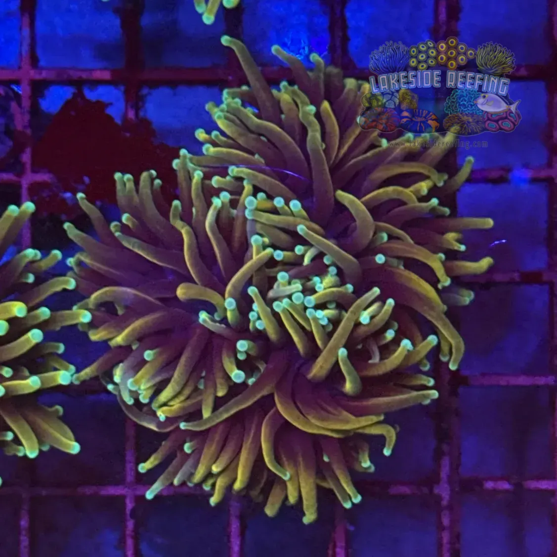 Hellfire Torch Coral R5E2