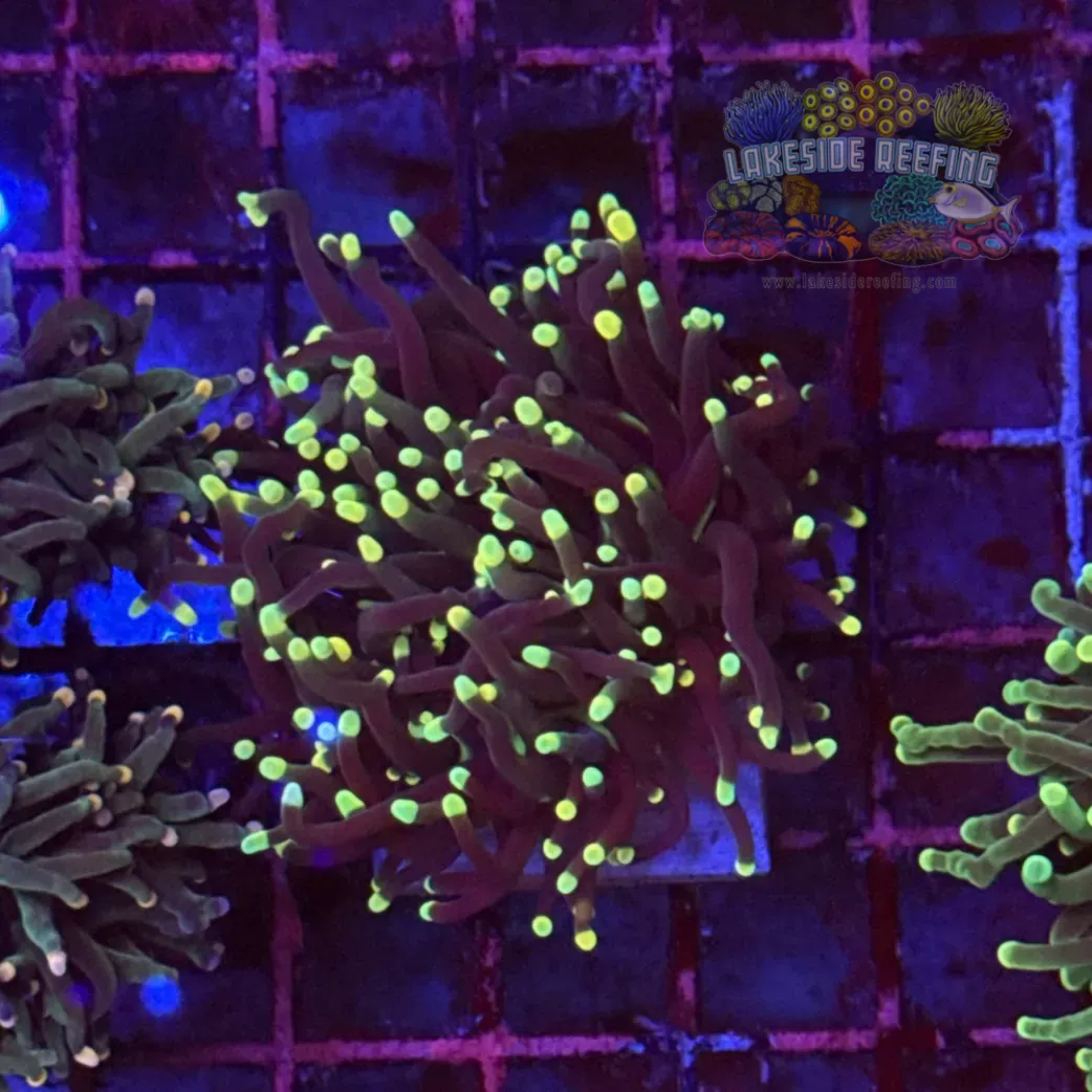 Super Sonic Torch Coral R6B3