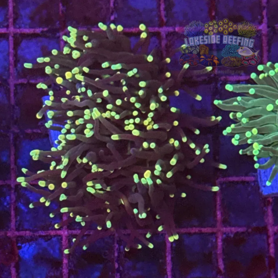 Super Sonic Torch Coral R6B4