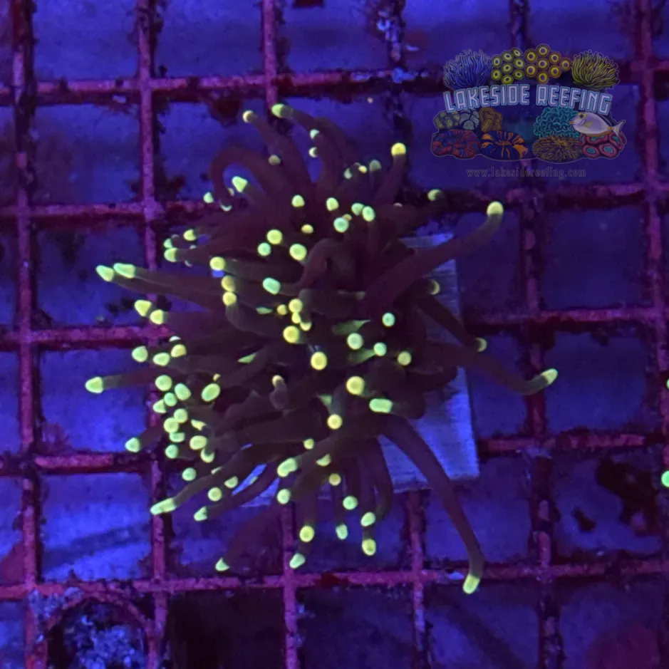 Super Sonic Torch Coral R6B6