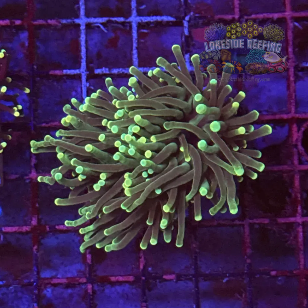 Green with Light Tips Torch Coral R6C3