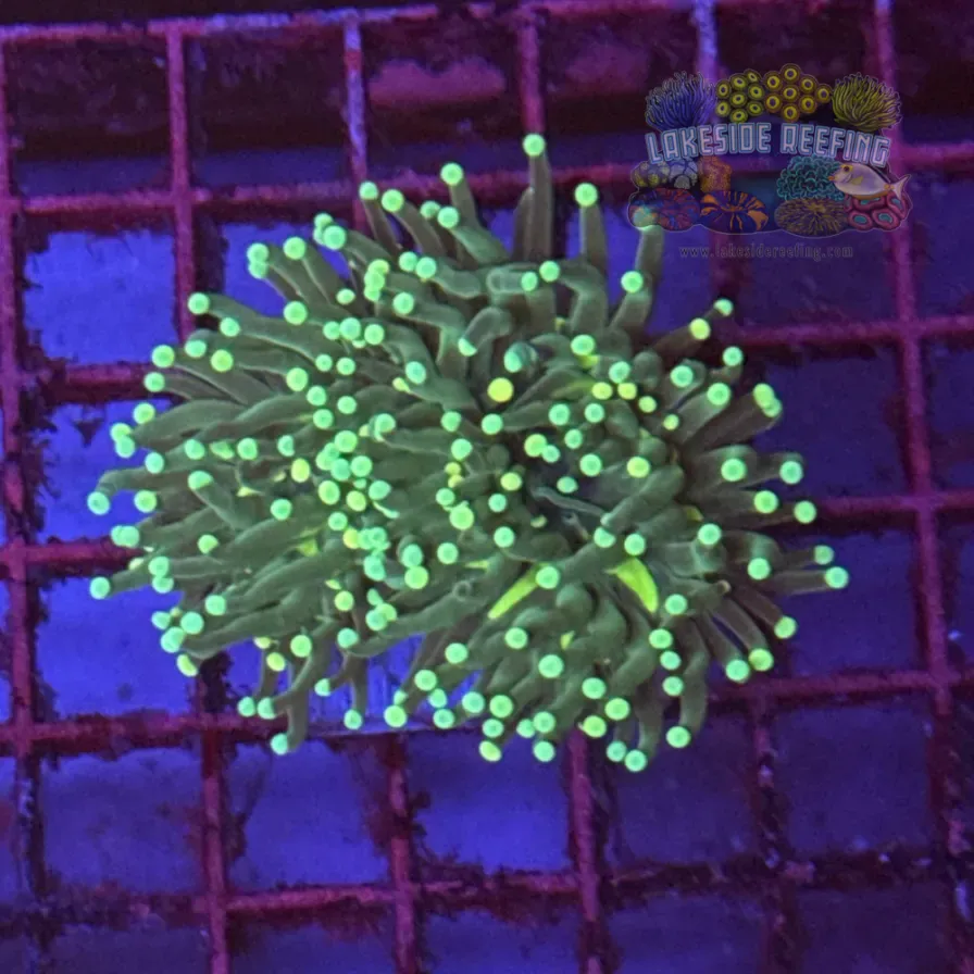 Green with Light Tips Torch Coral R6C7