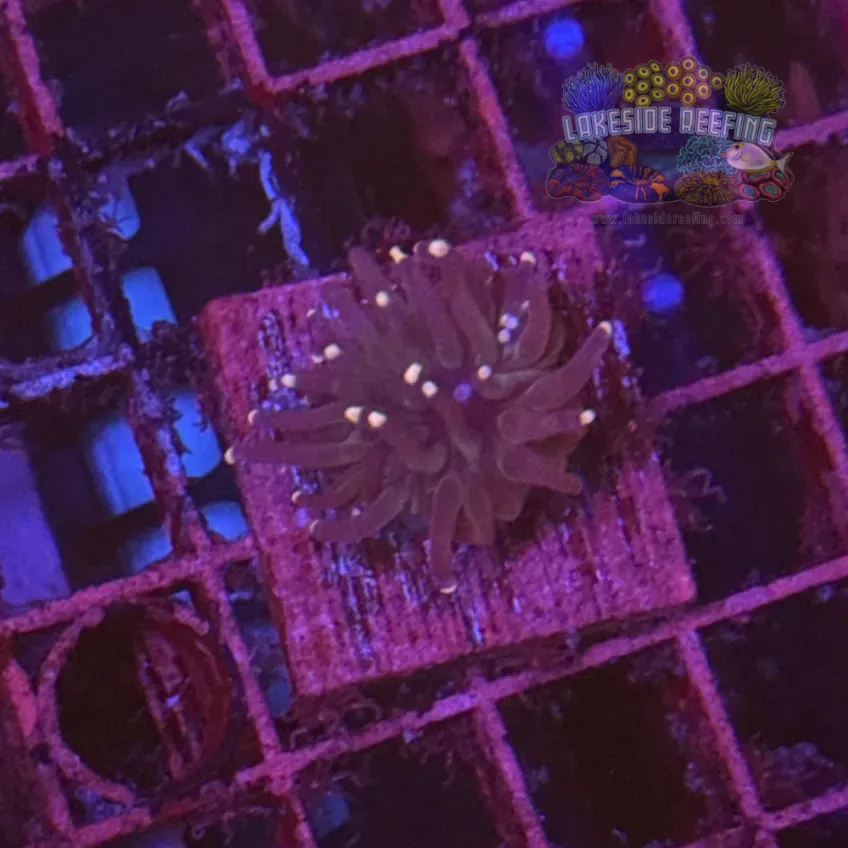 Purple with Pink Tips Torch Coral R6D3