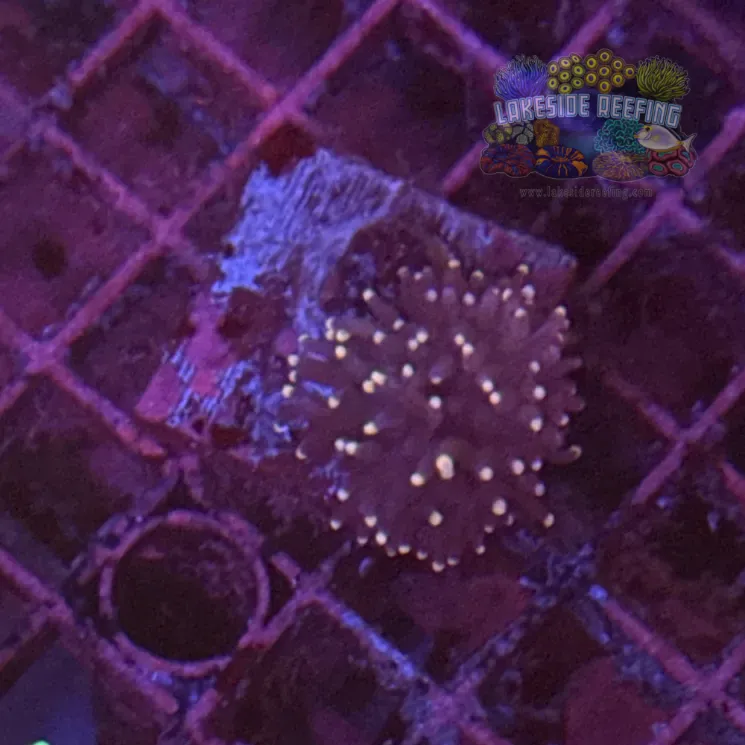 Purple with Pink Tips Torch Coral R6D6