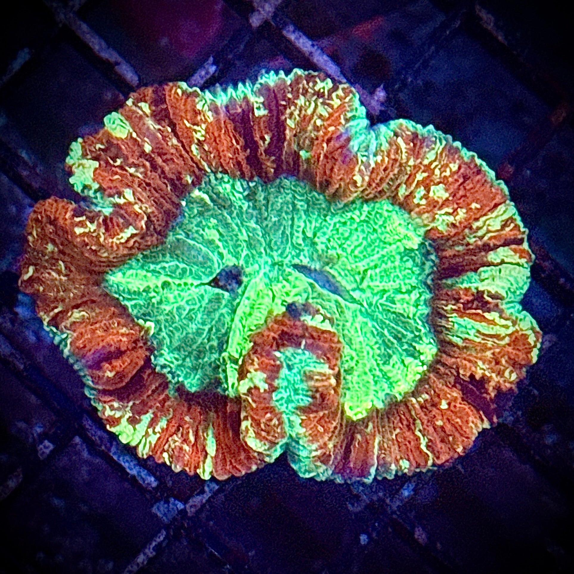 Red Rim Toxic Welso Coral