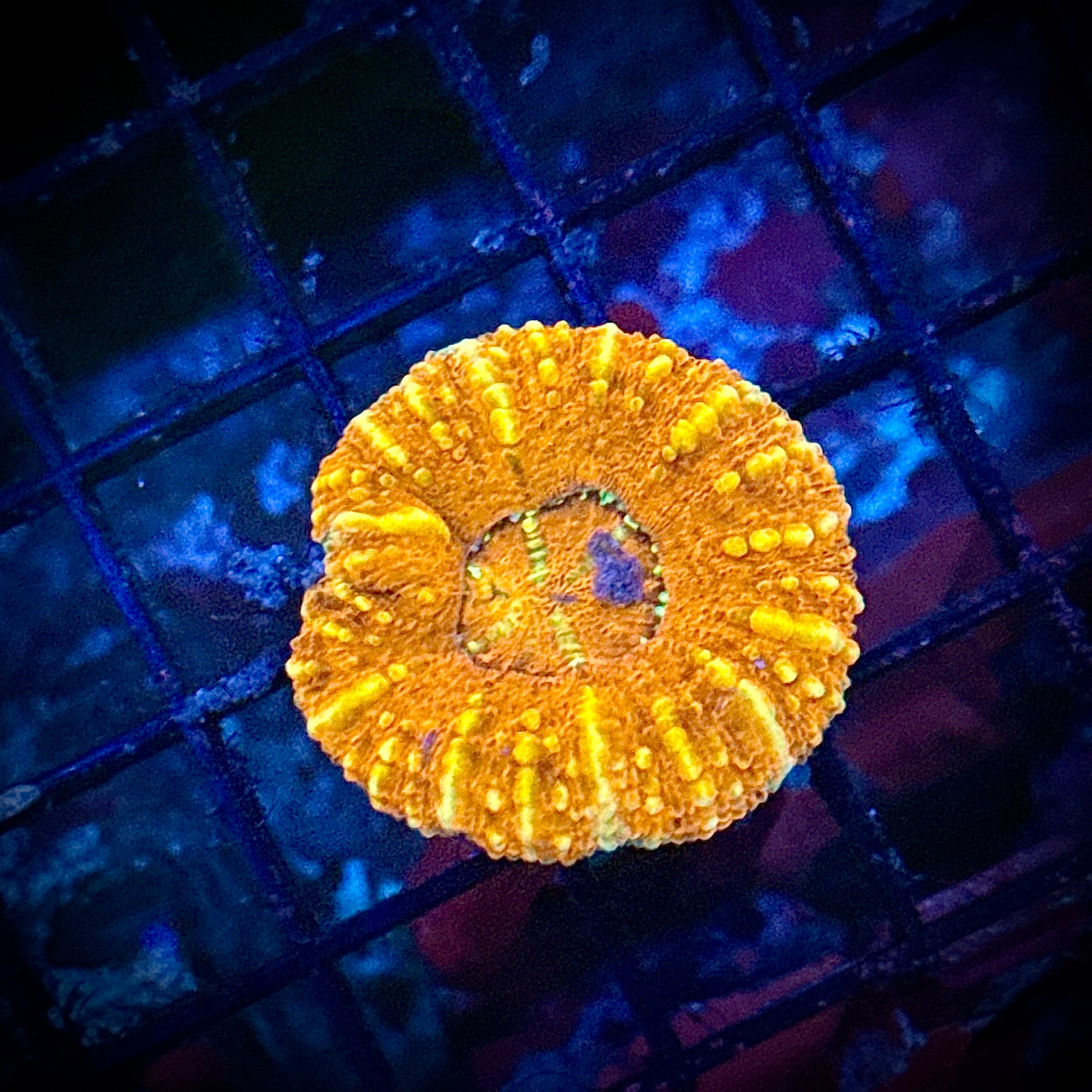 Burning Fire Button Scoly Coral