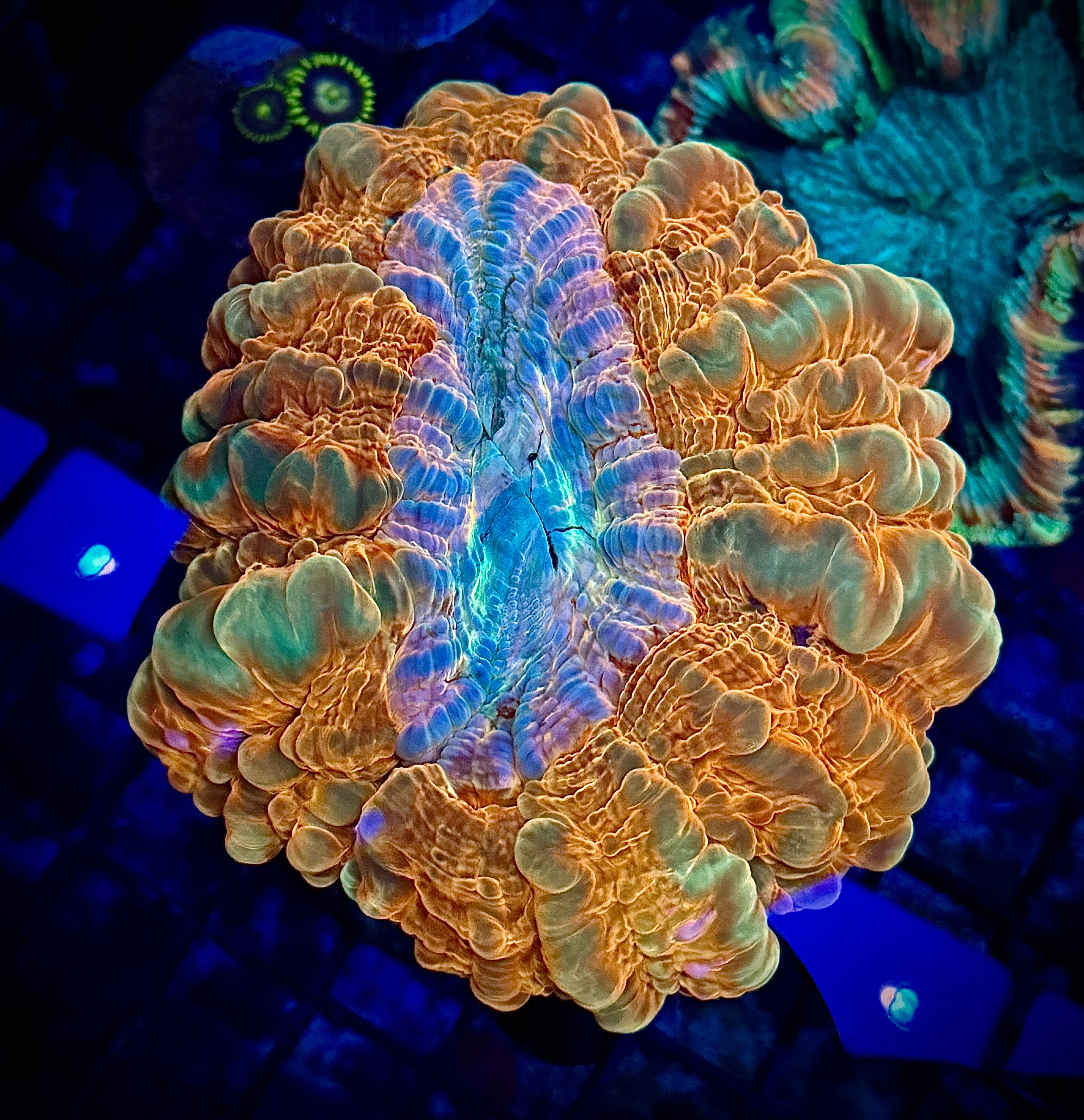 Ultra Orange Cynarina Coral