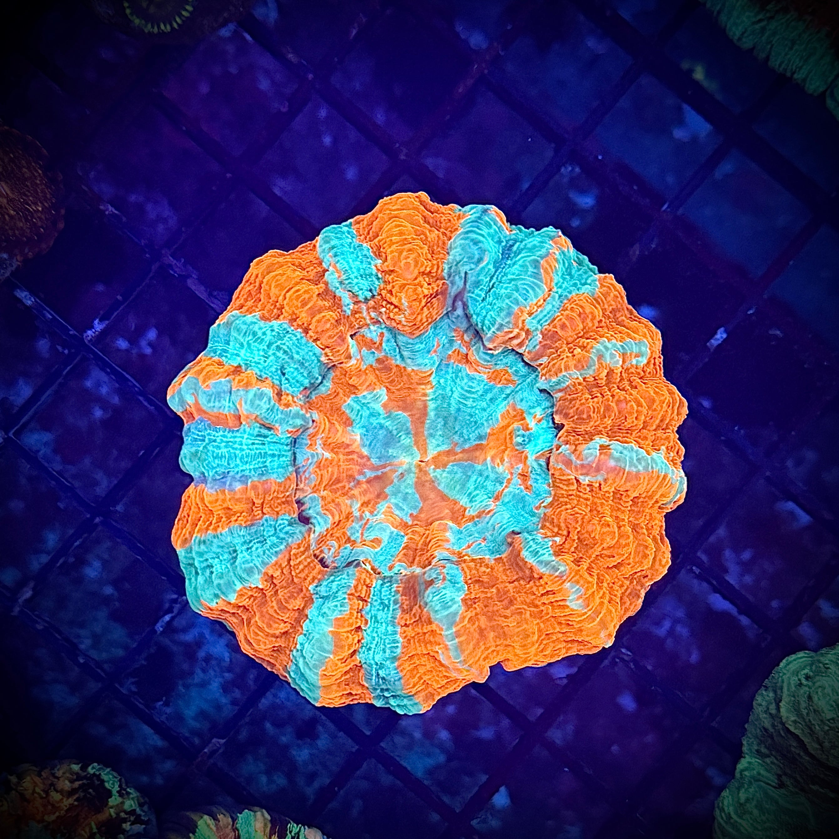 Ultra Orange and Green Striped Acantho Coral