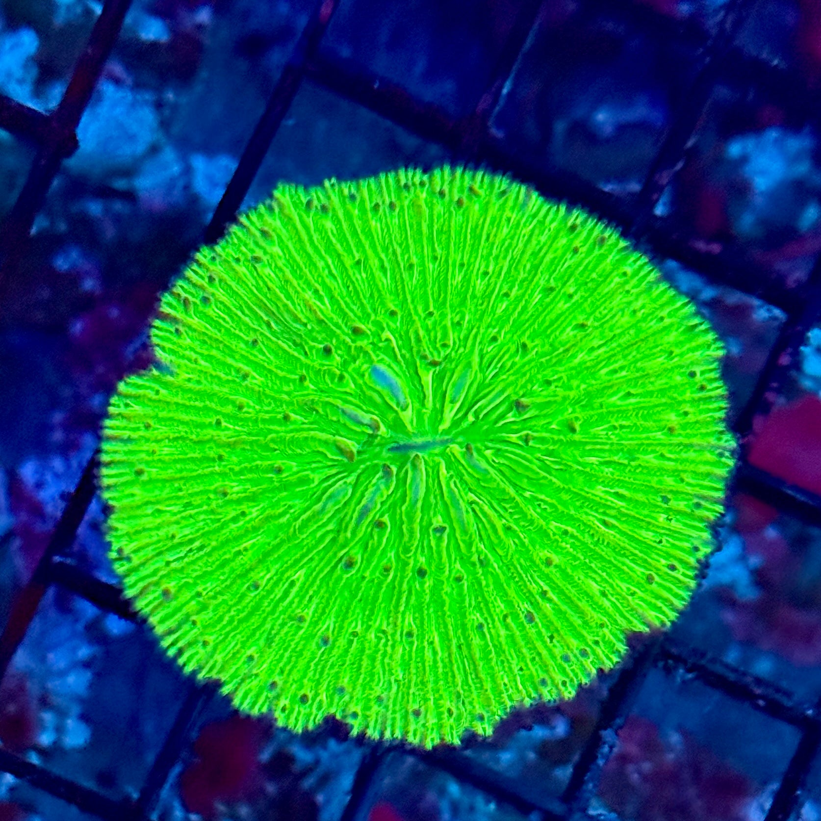 Toxic Green Plate Coral