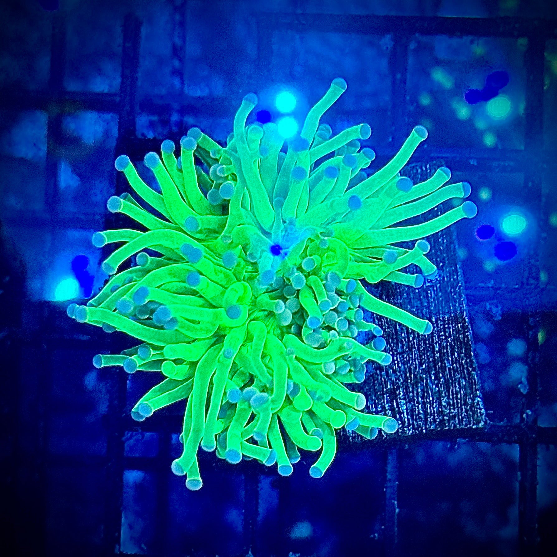 Cotton Candy Lime Torch Coral T1A3