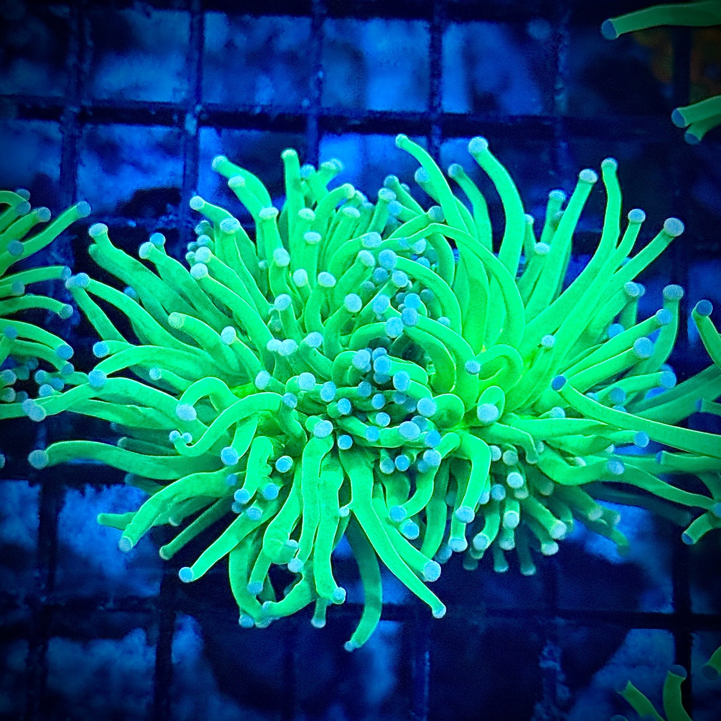 Cotton Candy Lime Torch Coral T1B1