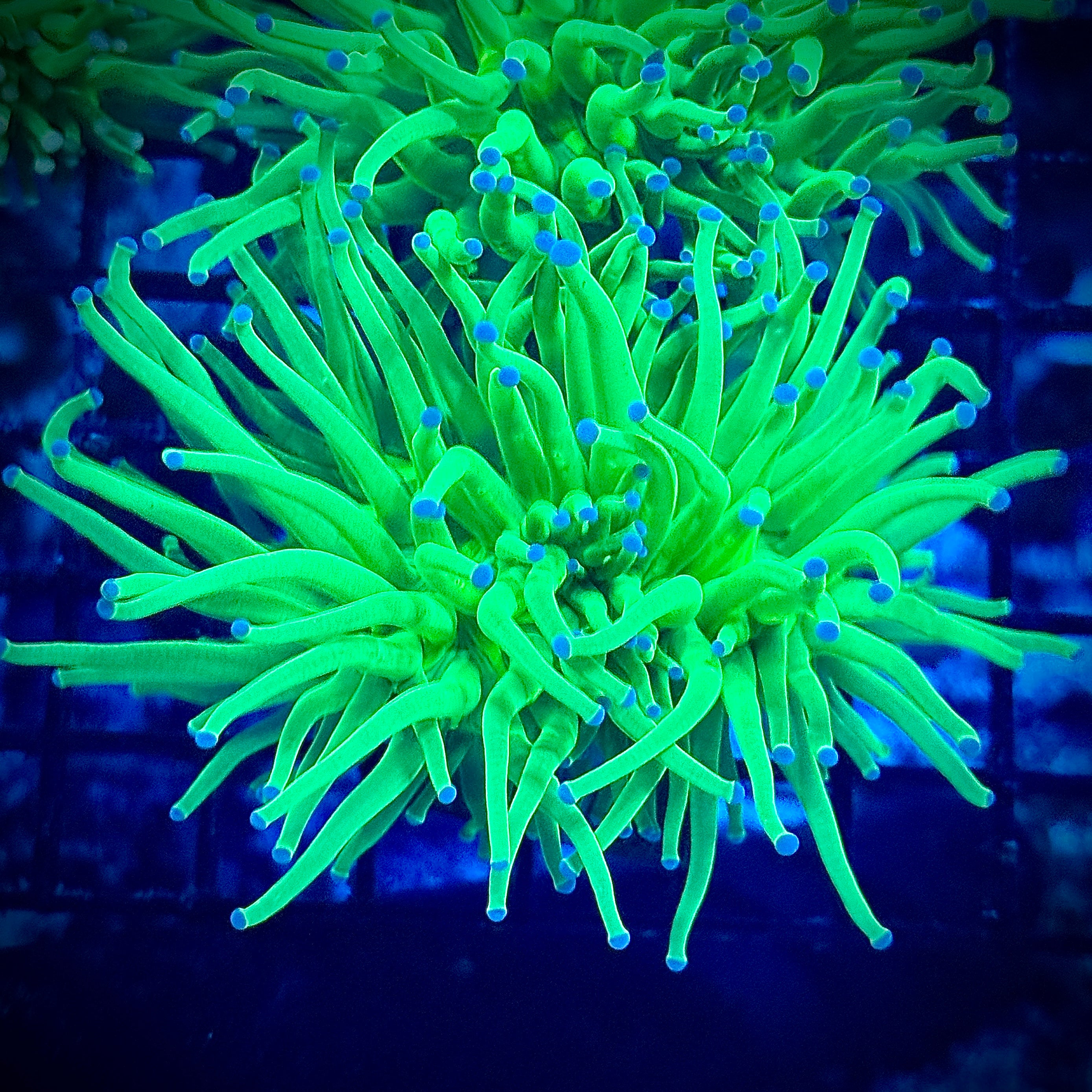 Blue Tipped Lime Torch Coral T1C1