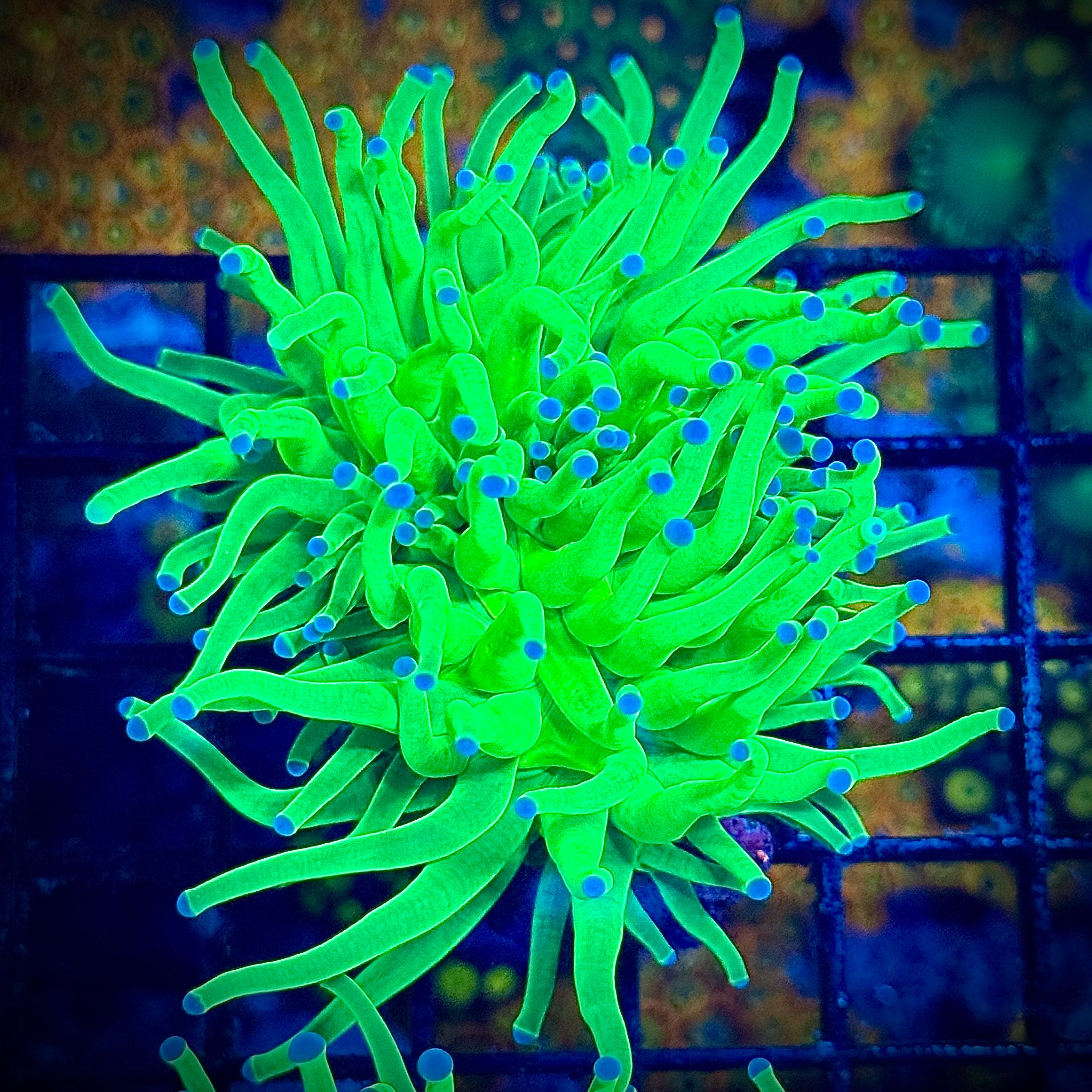 Blue Tipped Lime Torch Coral T1C5