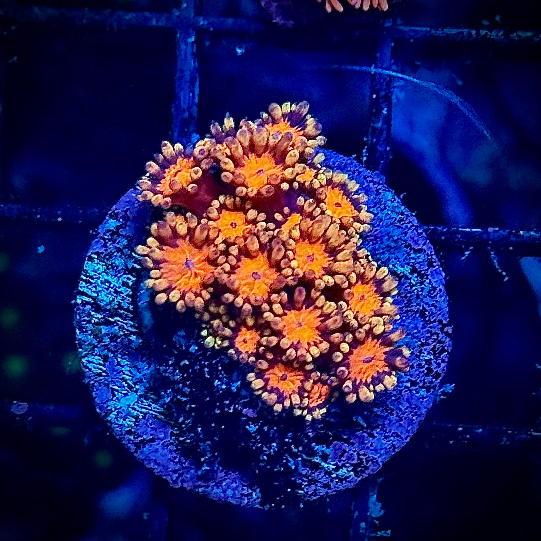 Orange Rust Goni Frag