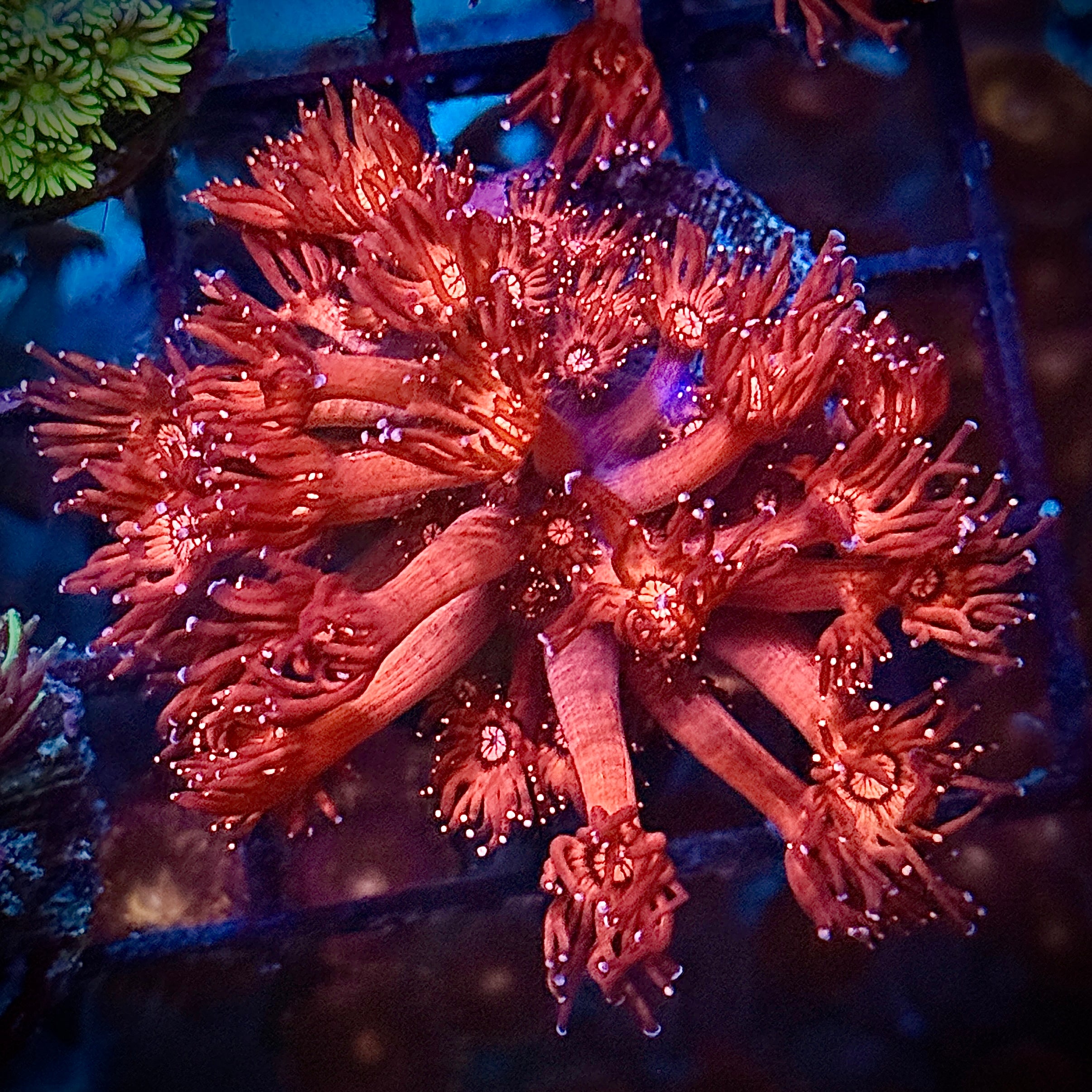 Red and Iced Tips Goni Coral Frag