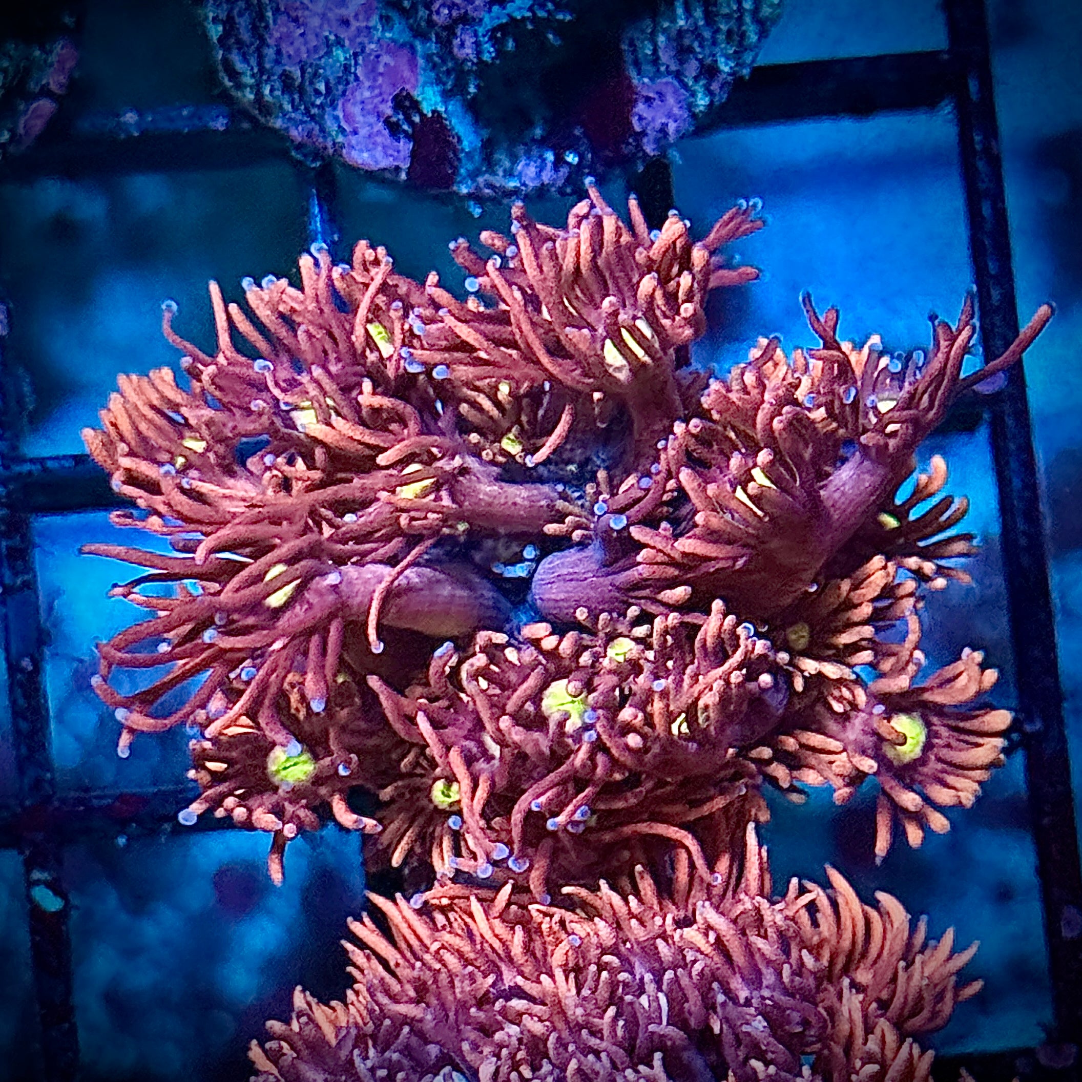 ACI Dragons Breath Goni Coral Frag