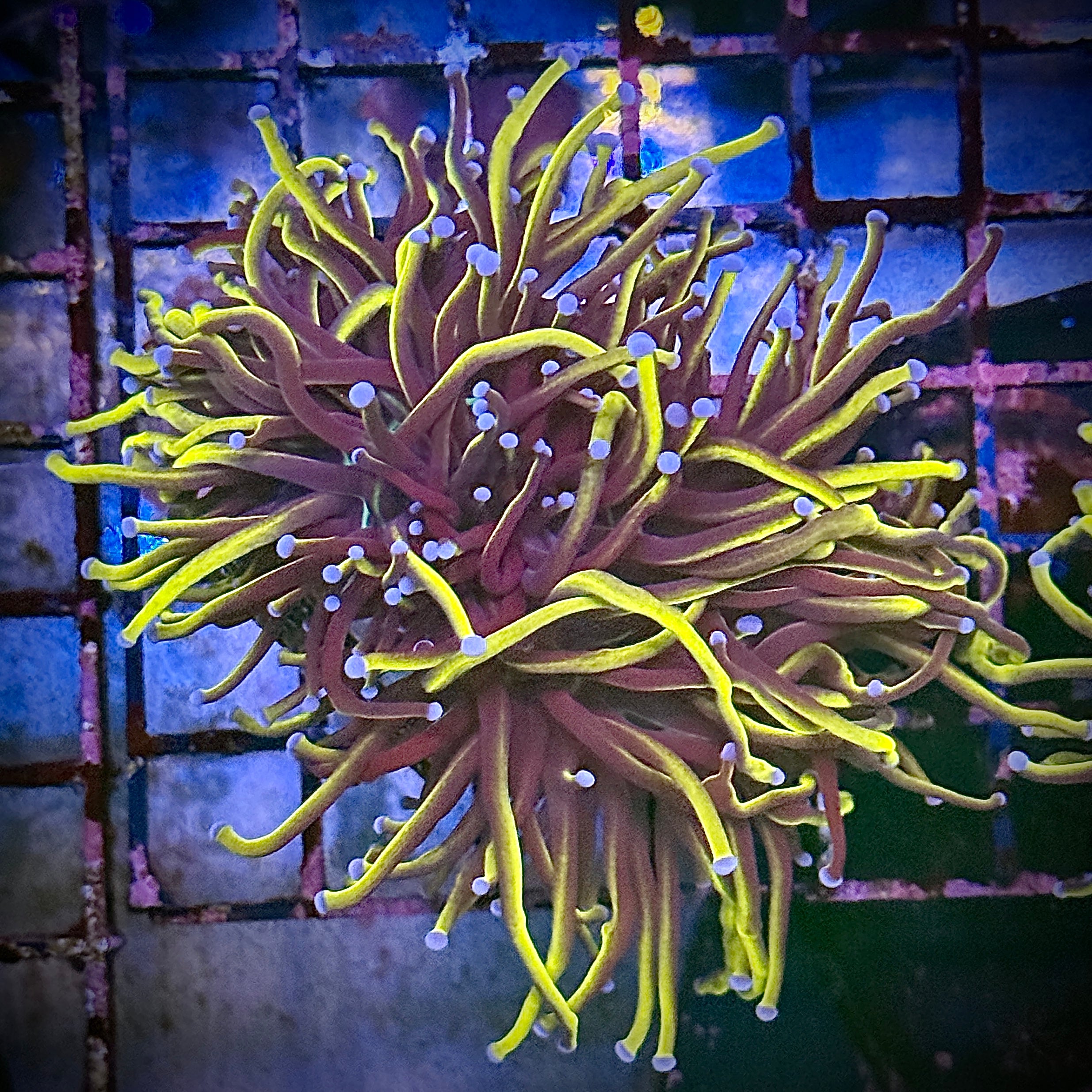 NY Knicks Gold Torch Coral R4A1