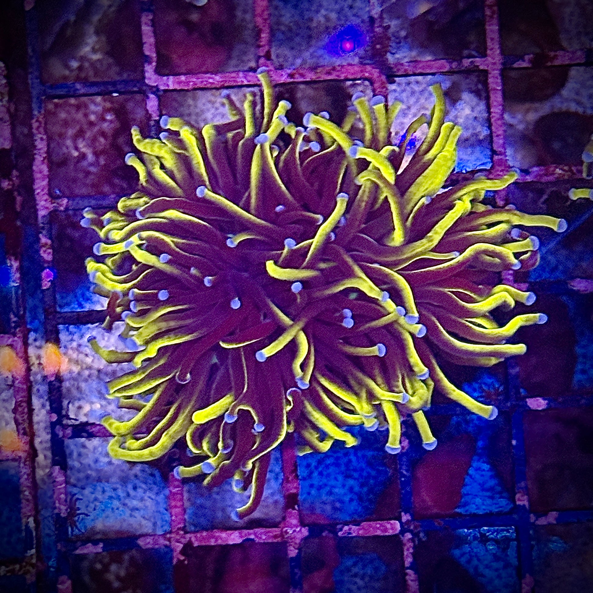 NY Knicks Gold Torch Coral R4A3