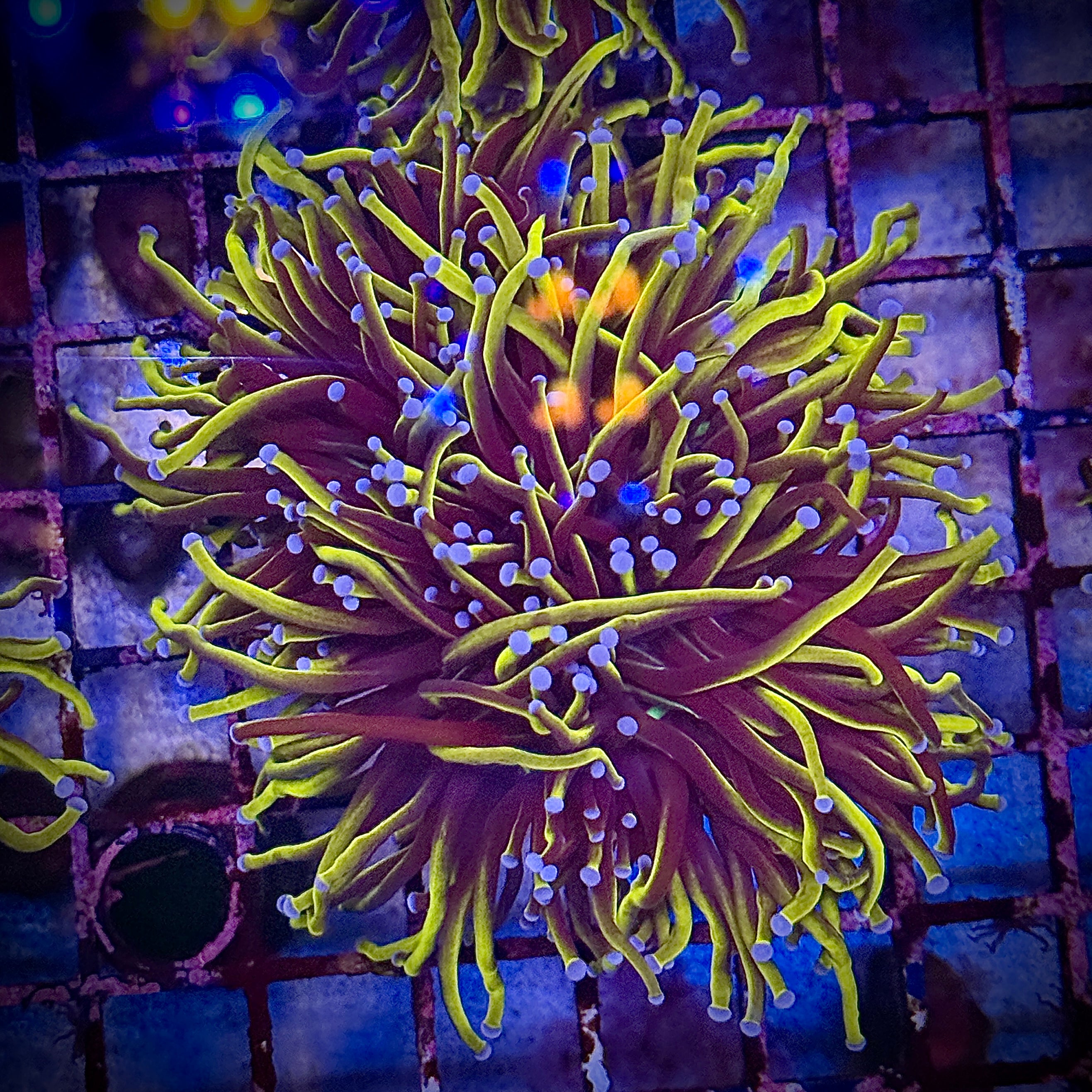 NY Knicks Gold Torch Coral R4B2