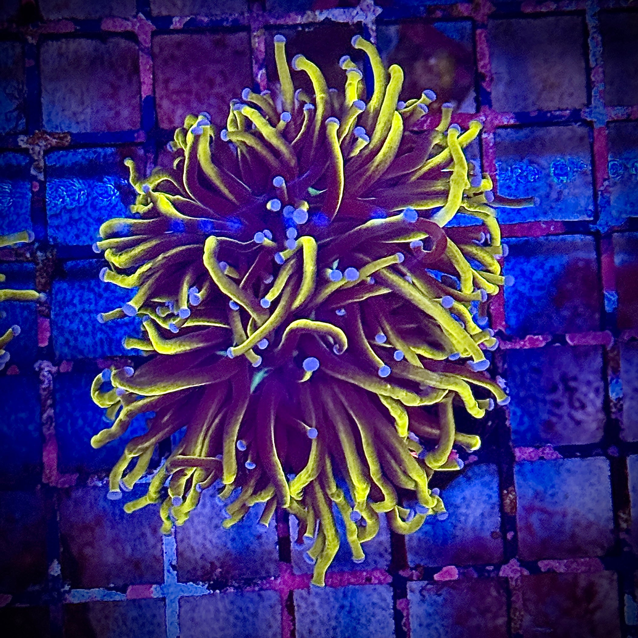 NY Knicks Gold Torch Coral R4B4