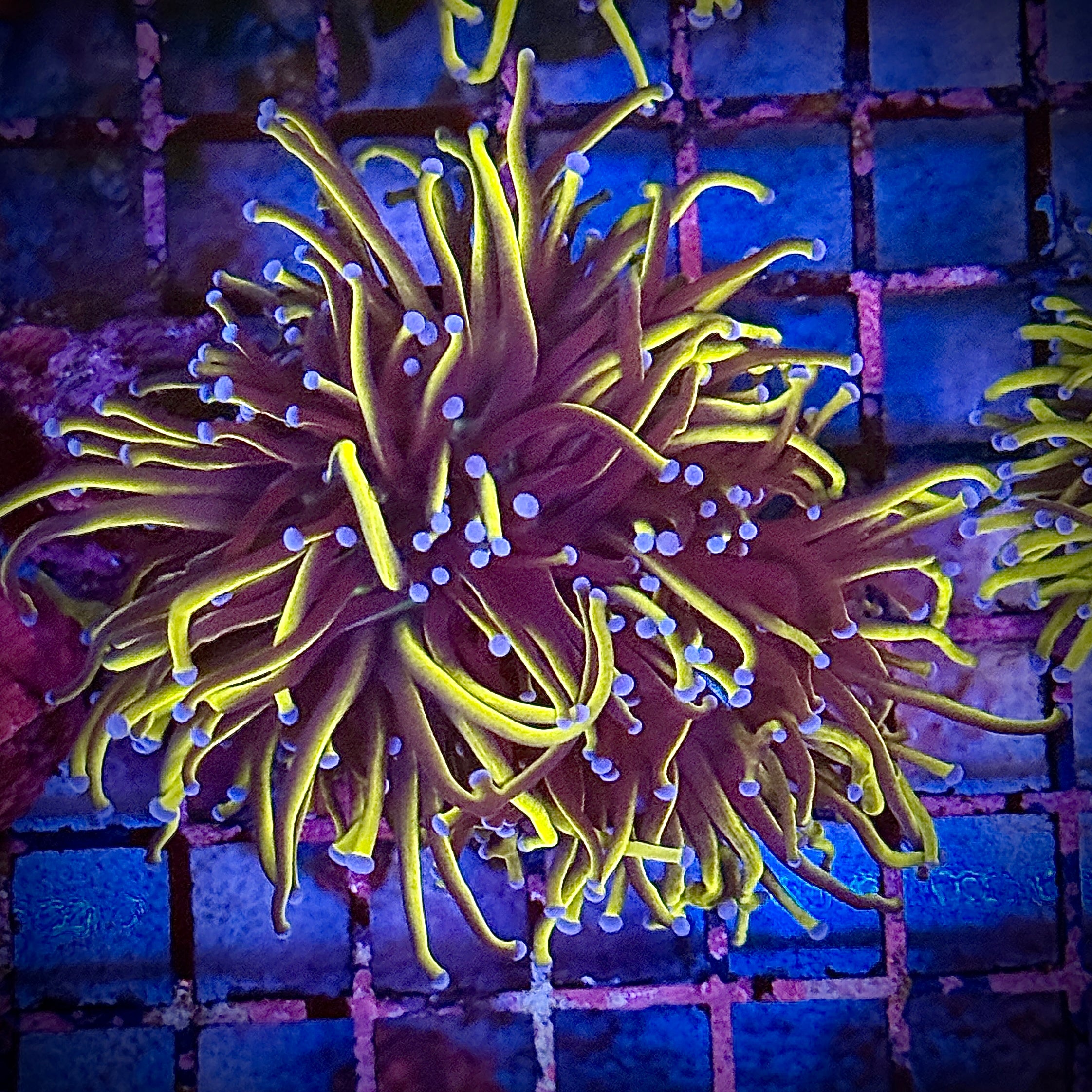 NY Knicks Gold Torch Coral R4B6