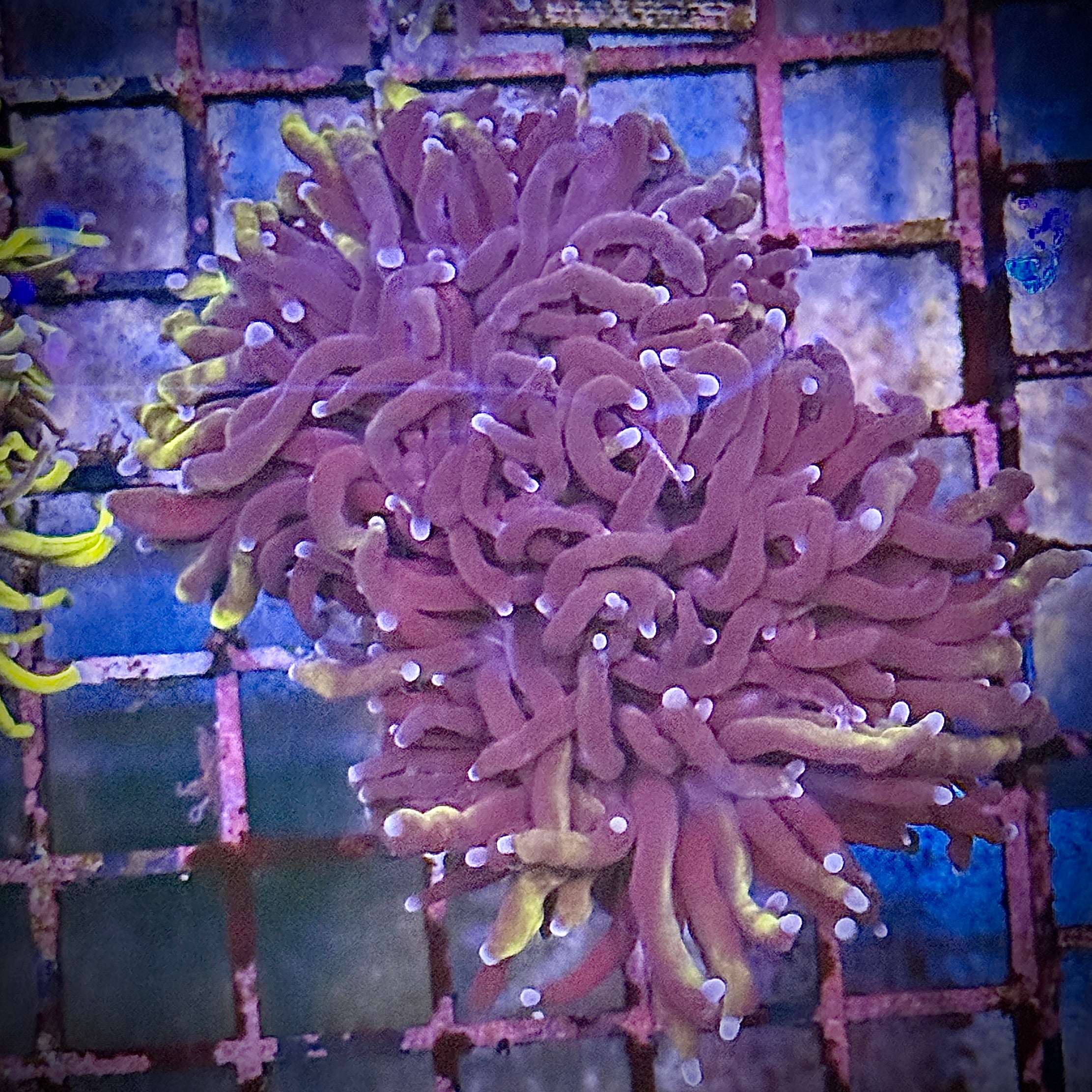 Black Panther Gold Torch Coral R4D2