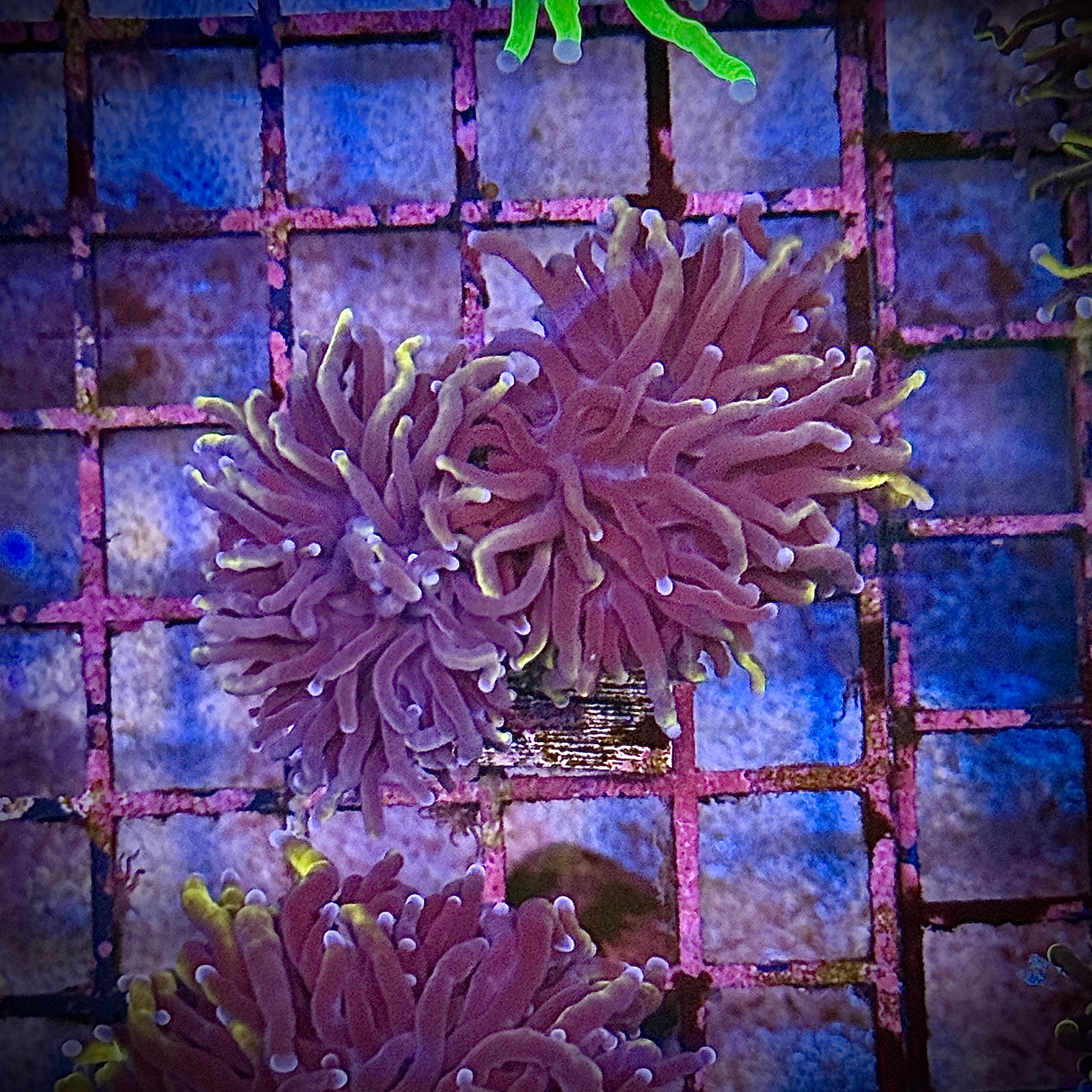 Black Panther Gold Torch Coral R4D3