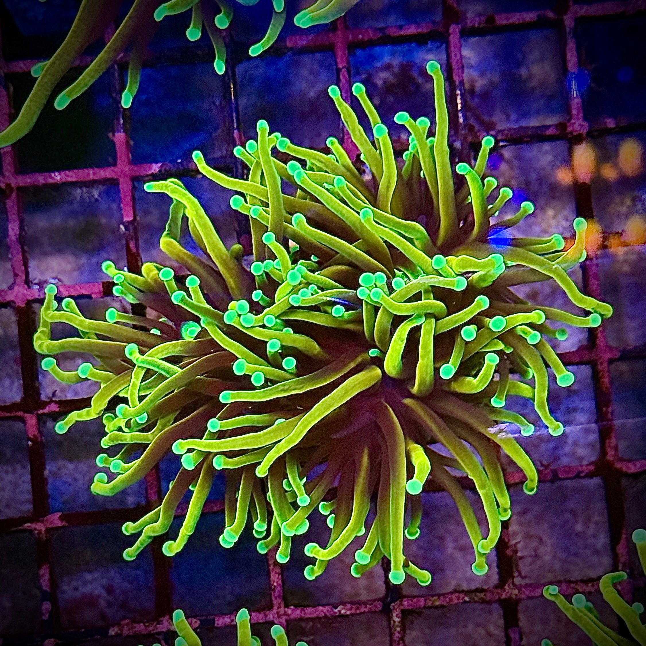 HellFire Gold Torch Coral R5B2