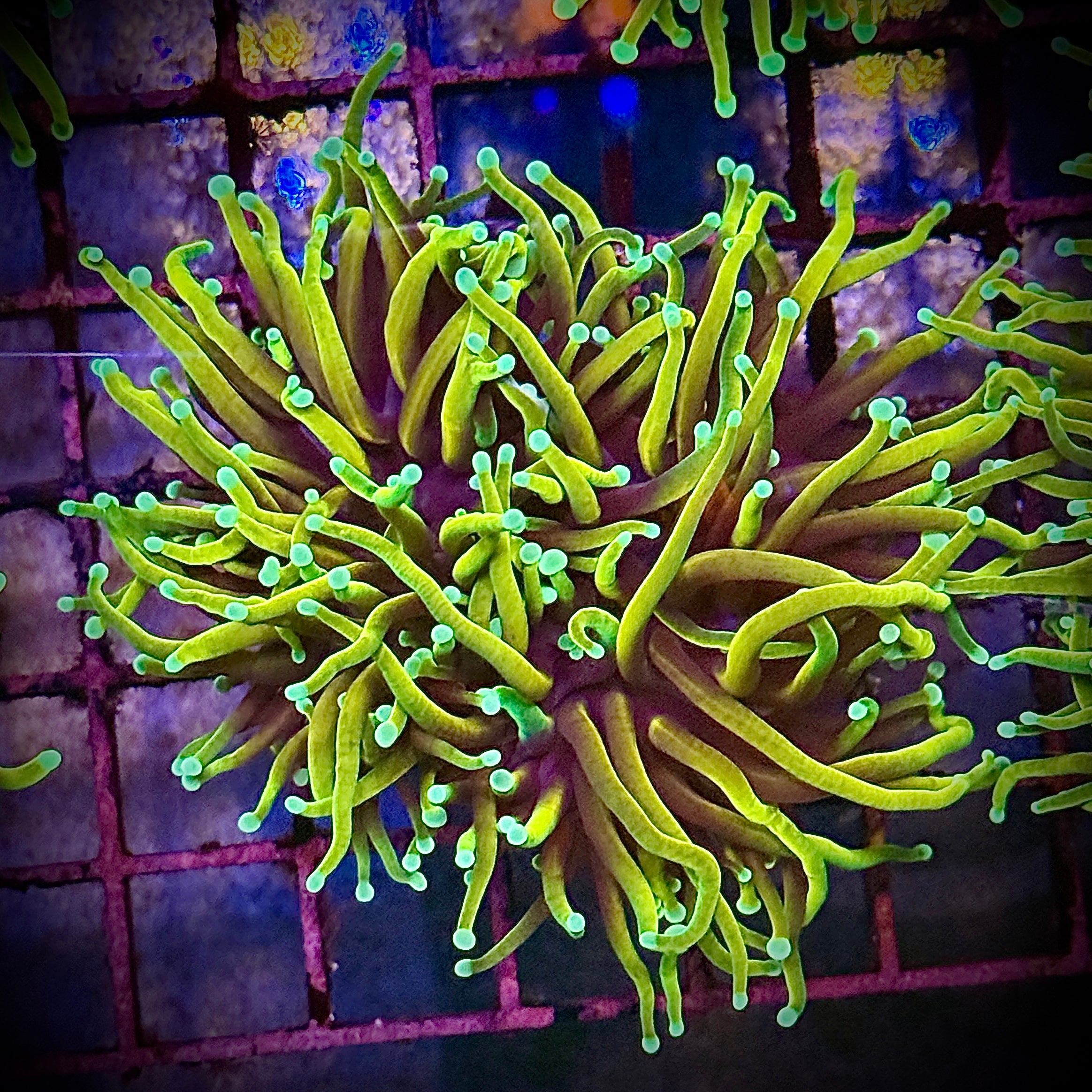 HellFire Gold Torch Coral R5C1