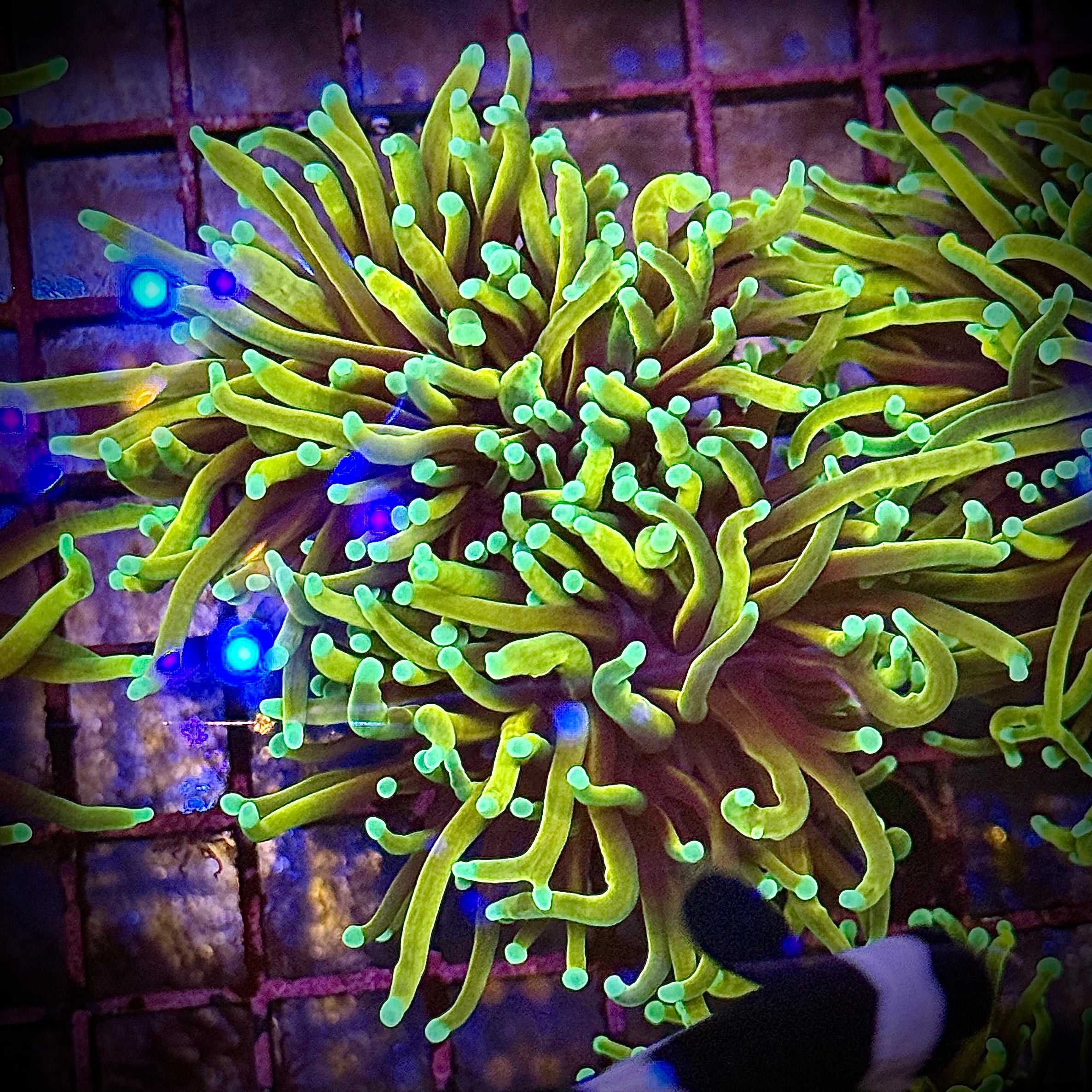 HellFire Gold Torch Coral R5C3