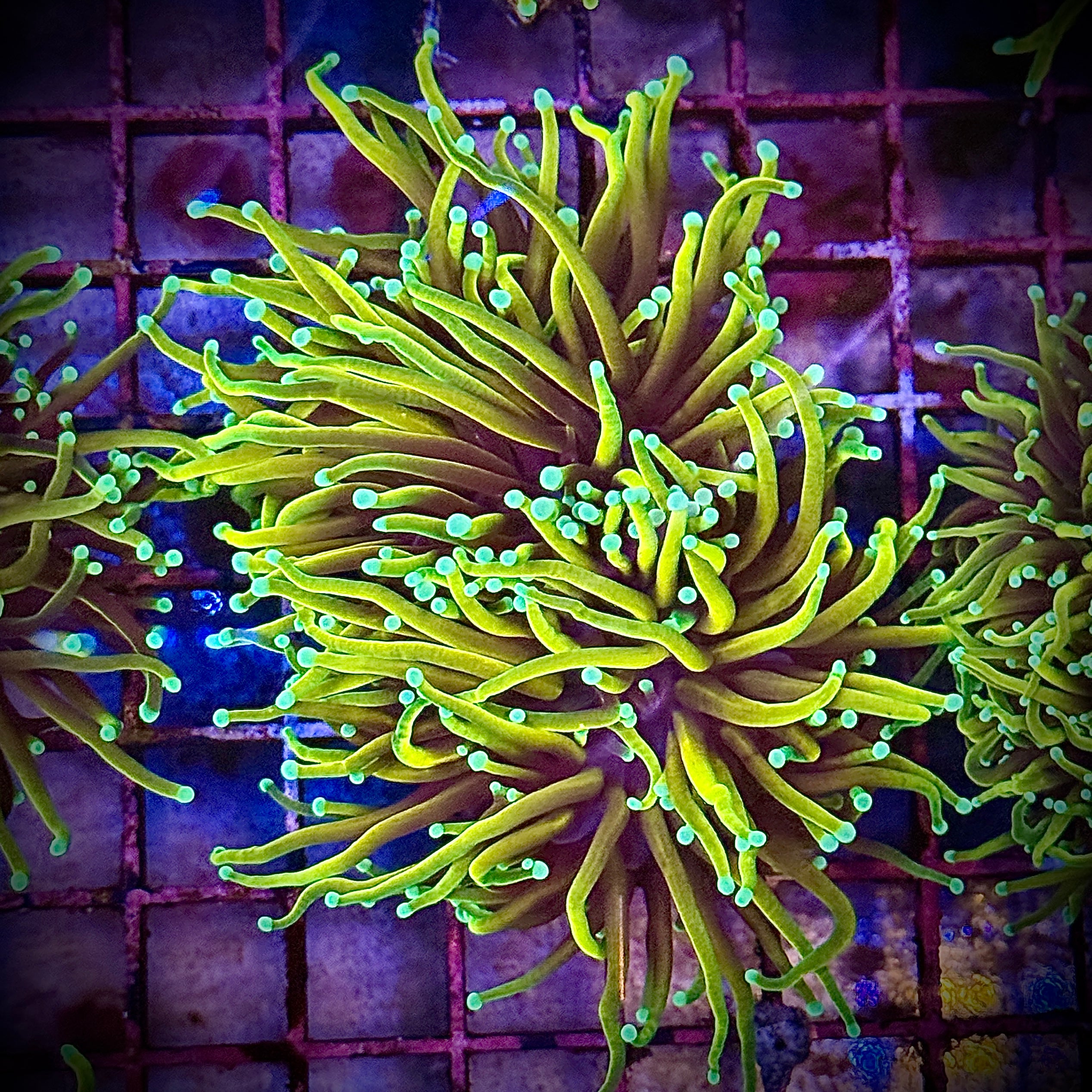 HellFire Gold Torch Coral R5C4