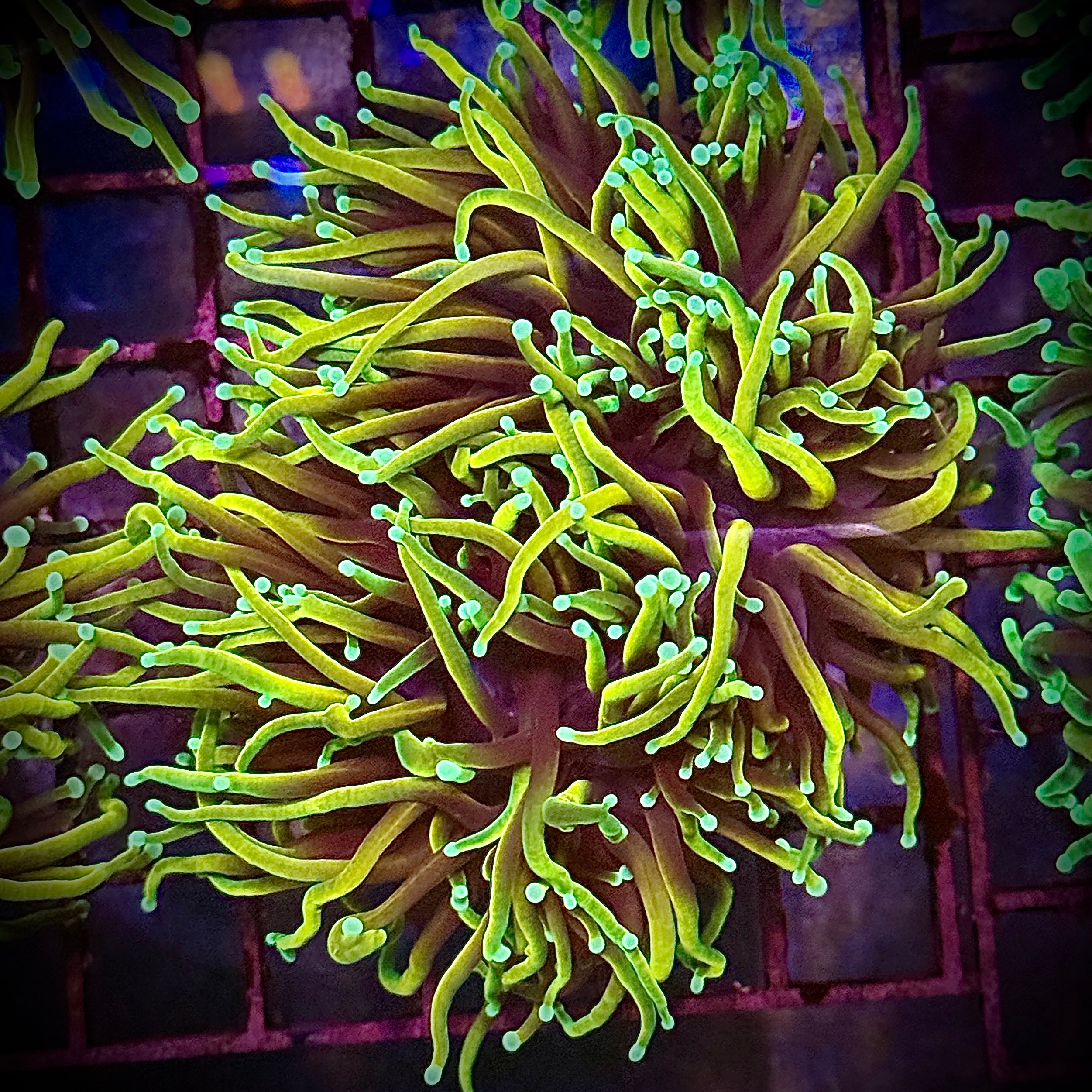 HellFire Gold Torch Coral R5D1